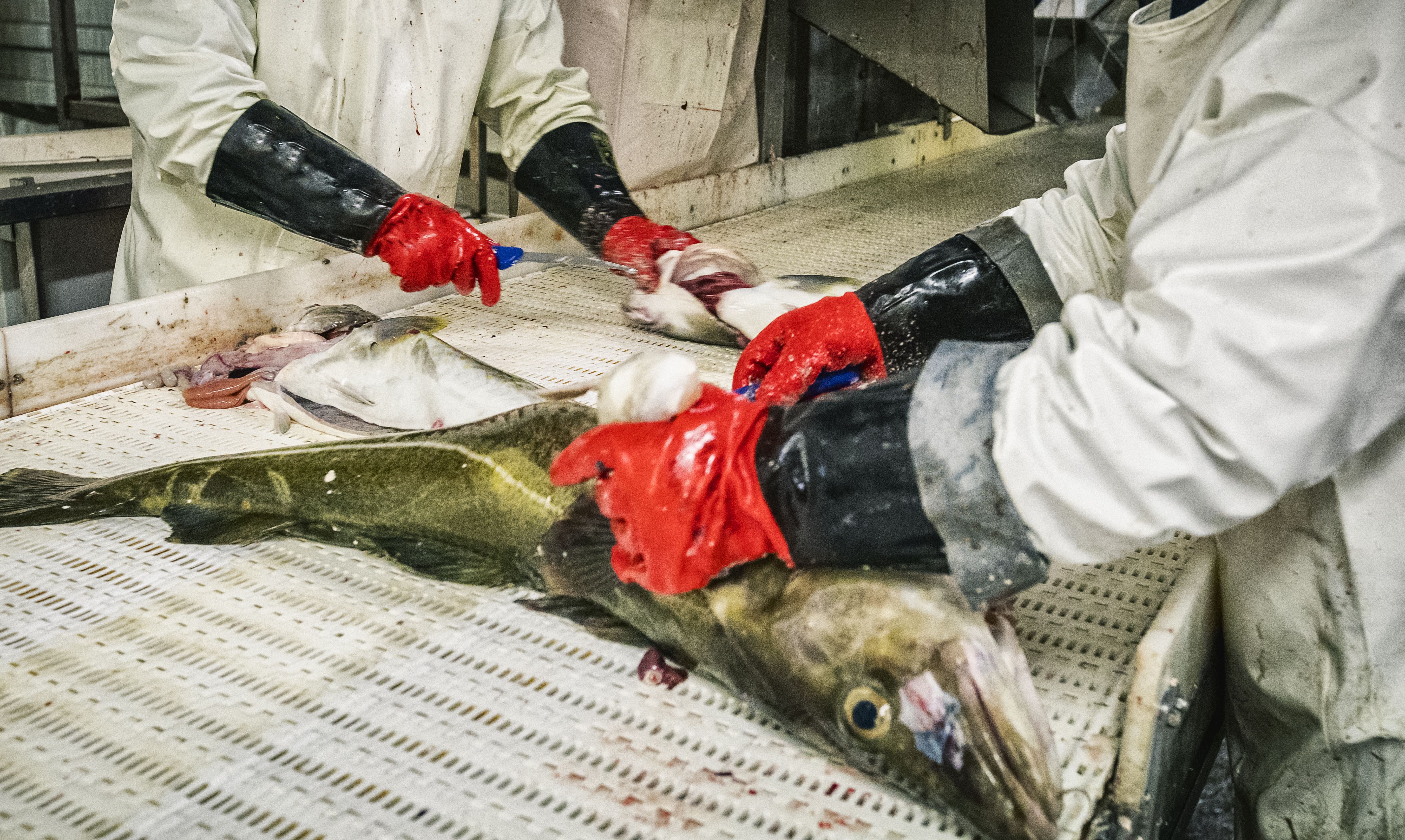 fish processing tools