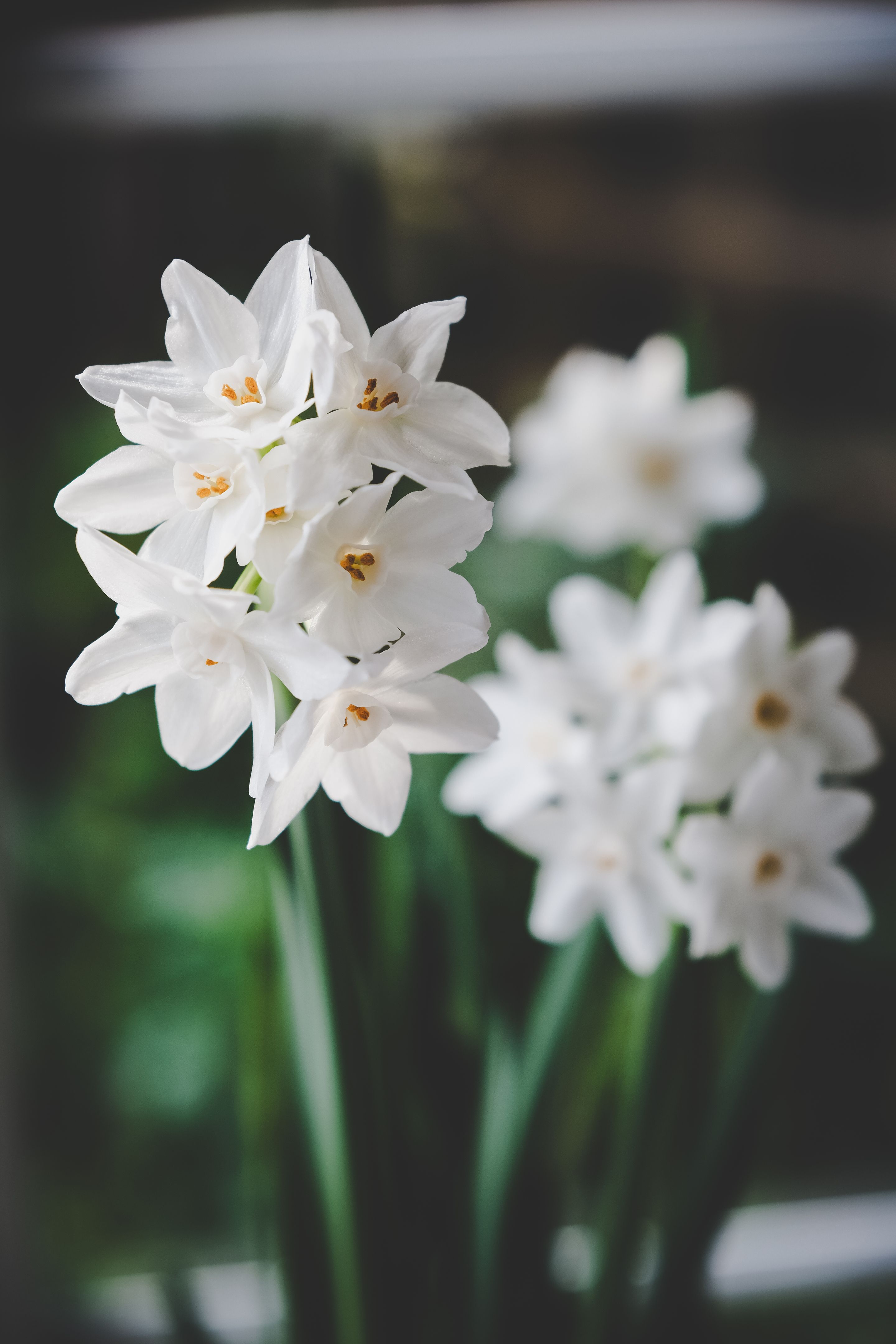 Paperwhite Narcissus Flowers