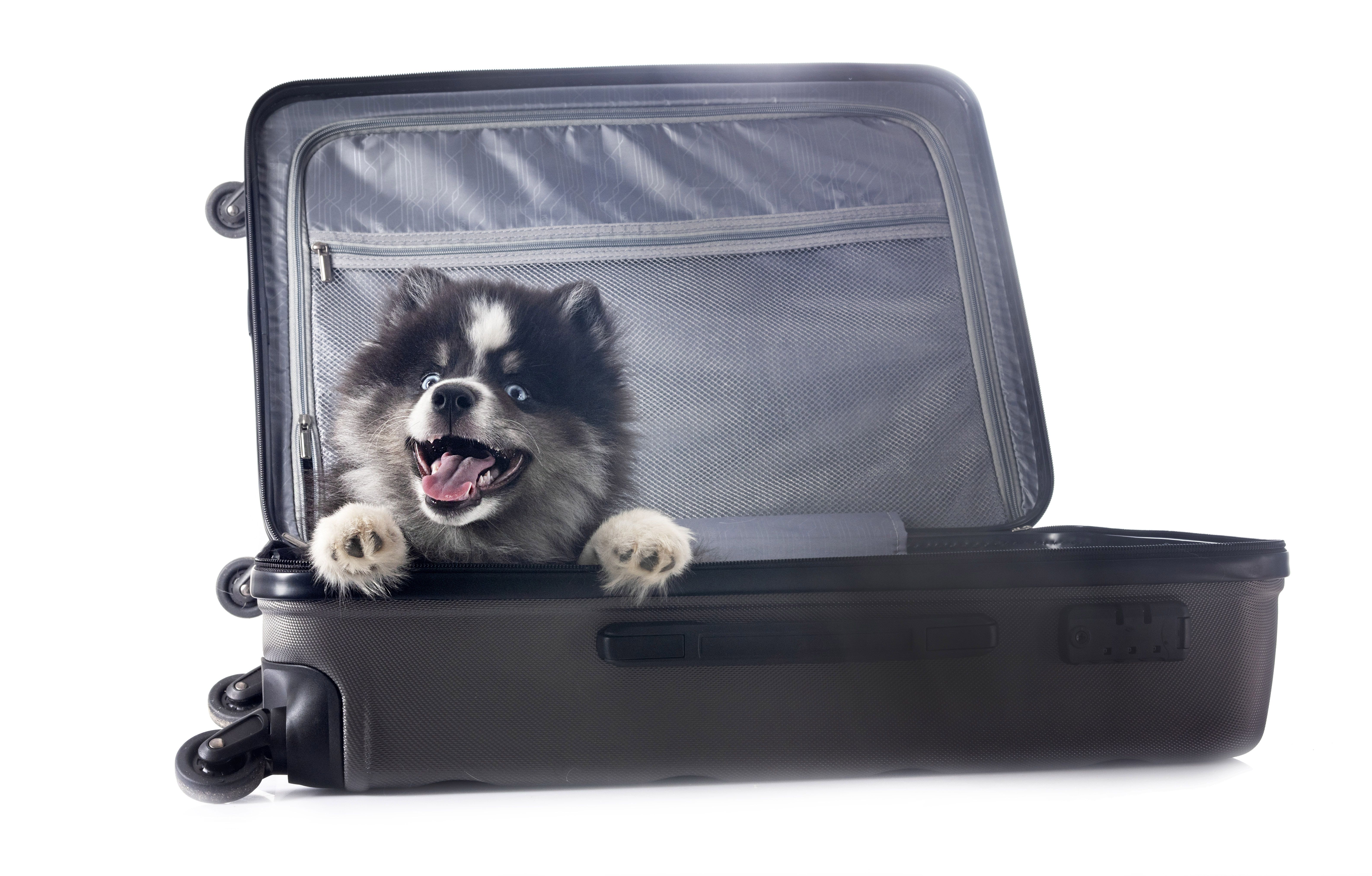 pet travel solutions