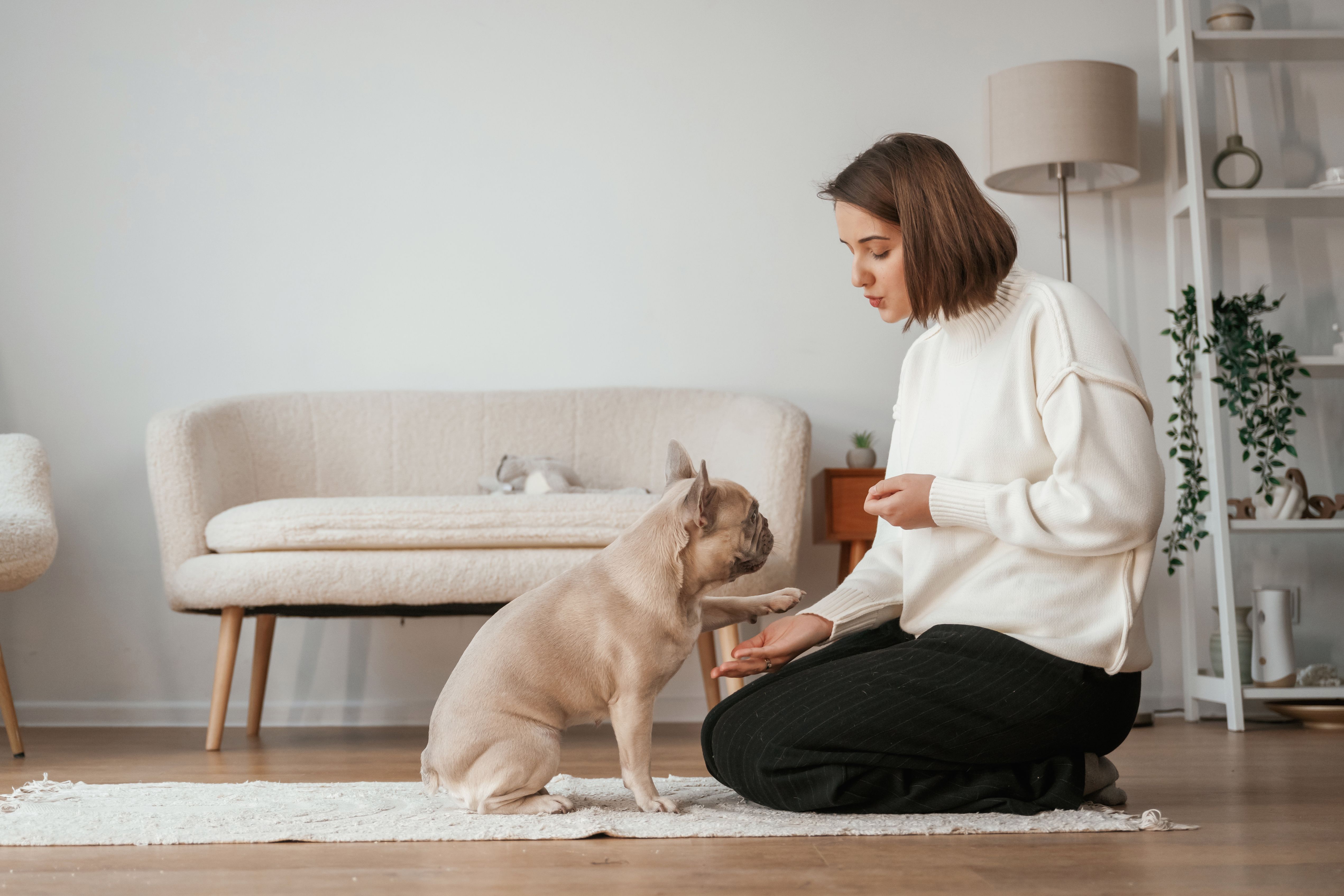 Process of training, giving treats. Young woman is with her pug dog at home Process of training, giving treats. Young woman is with her pug dog at home