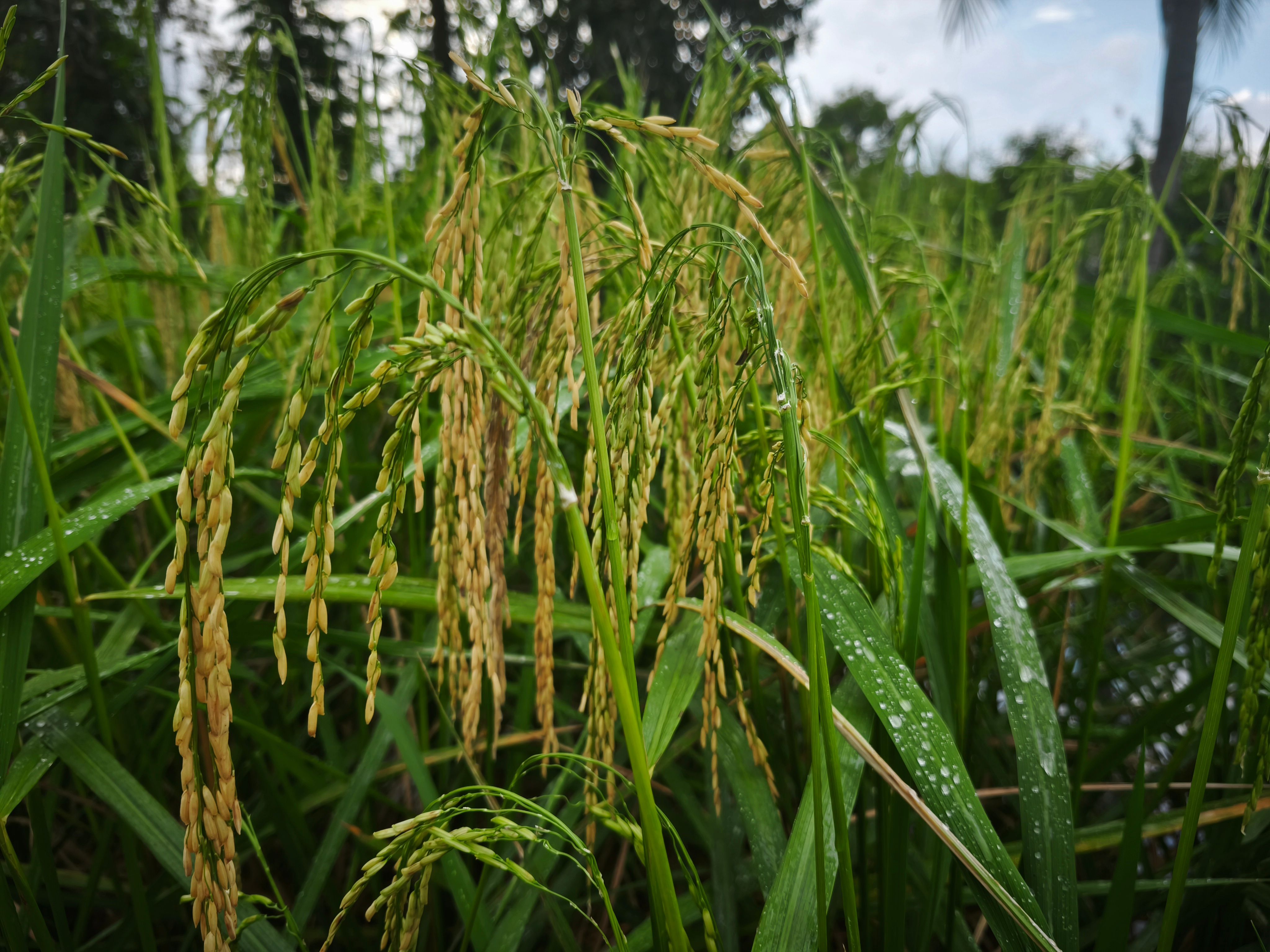 organic farm Indonesia
