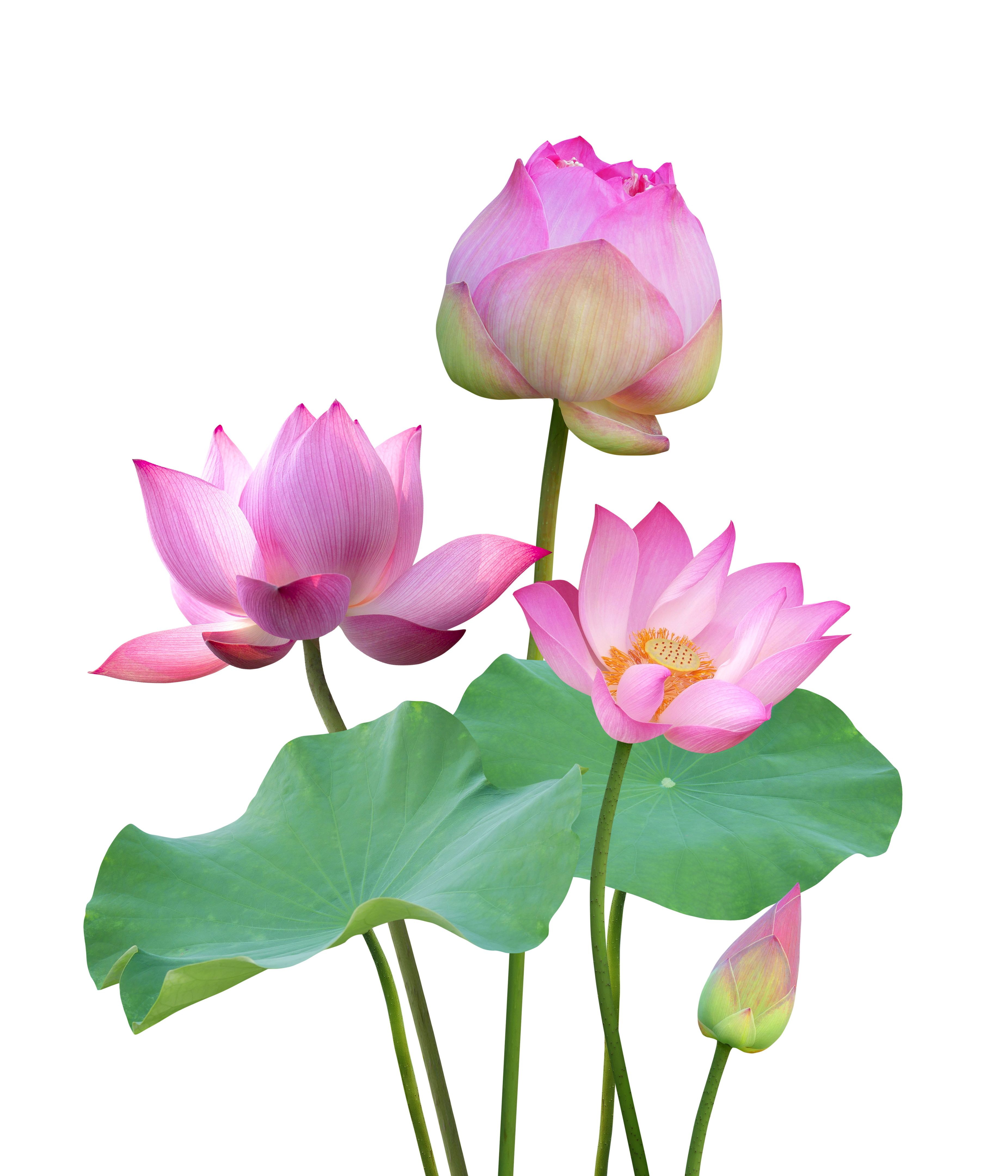 lotus flower