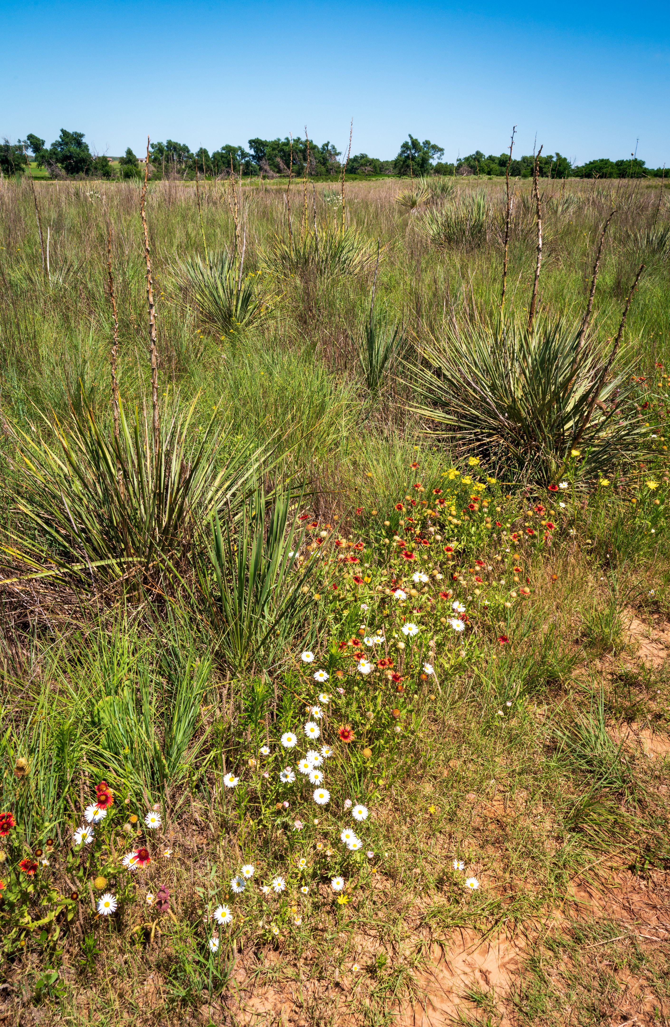 oklahoma native plants