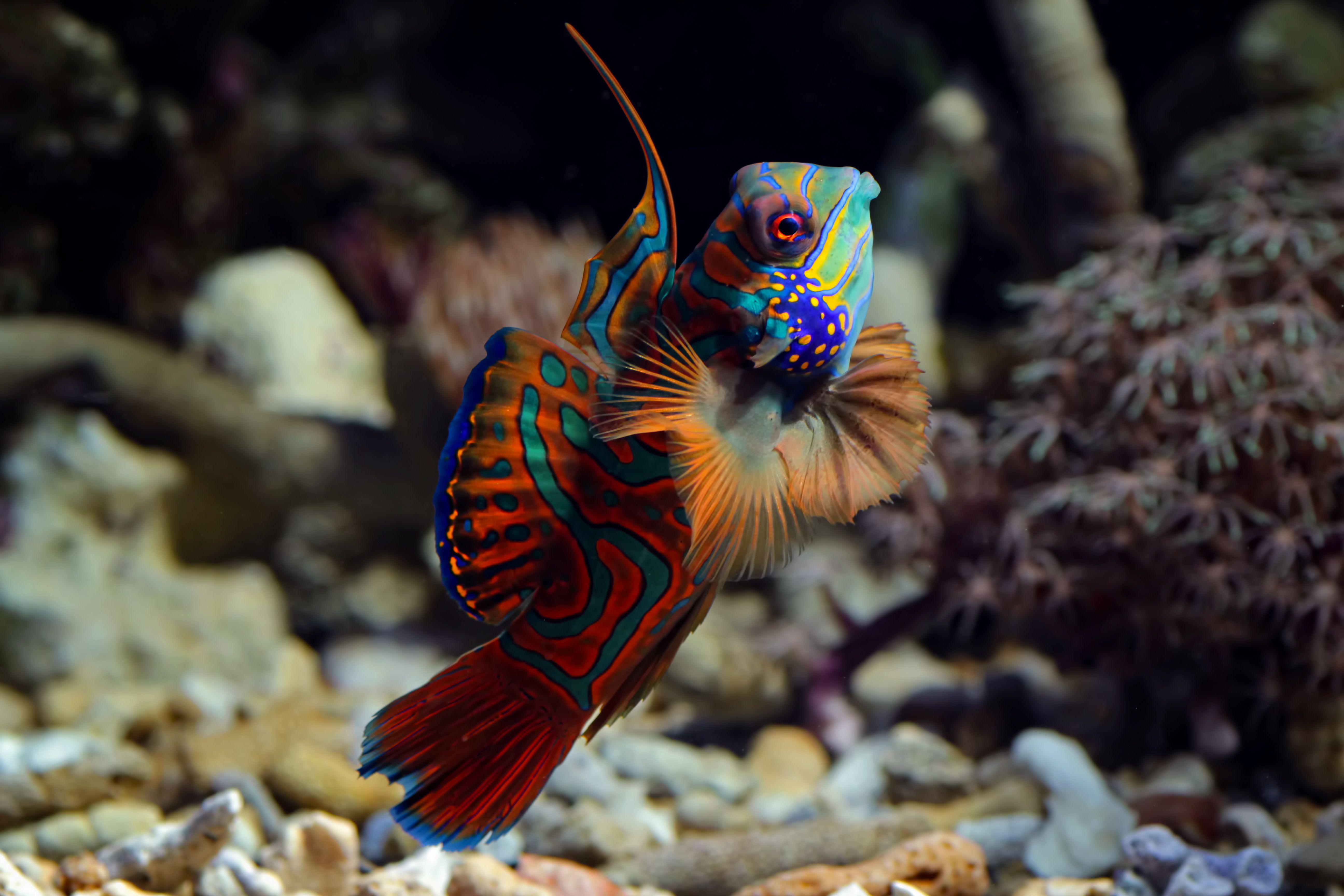 mandarin fish