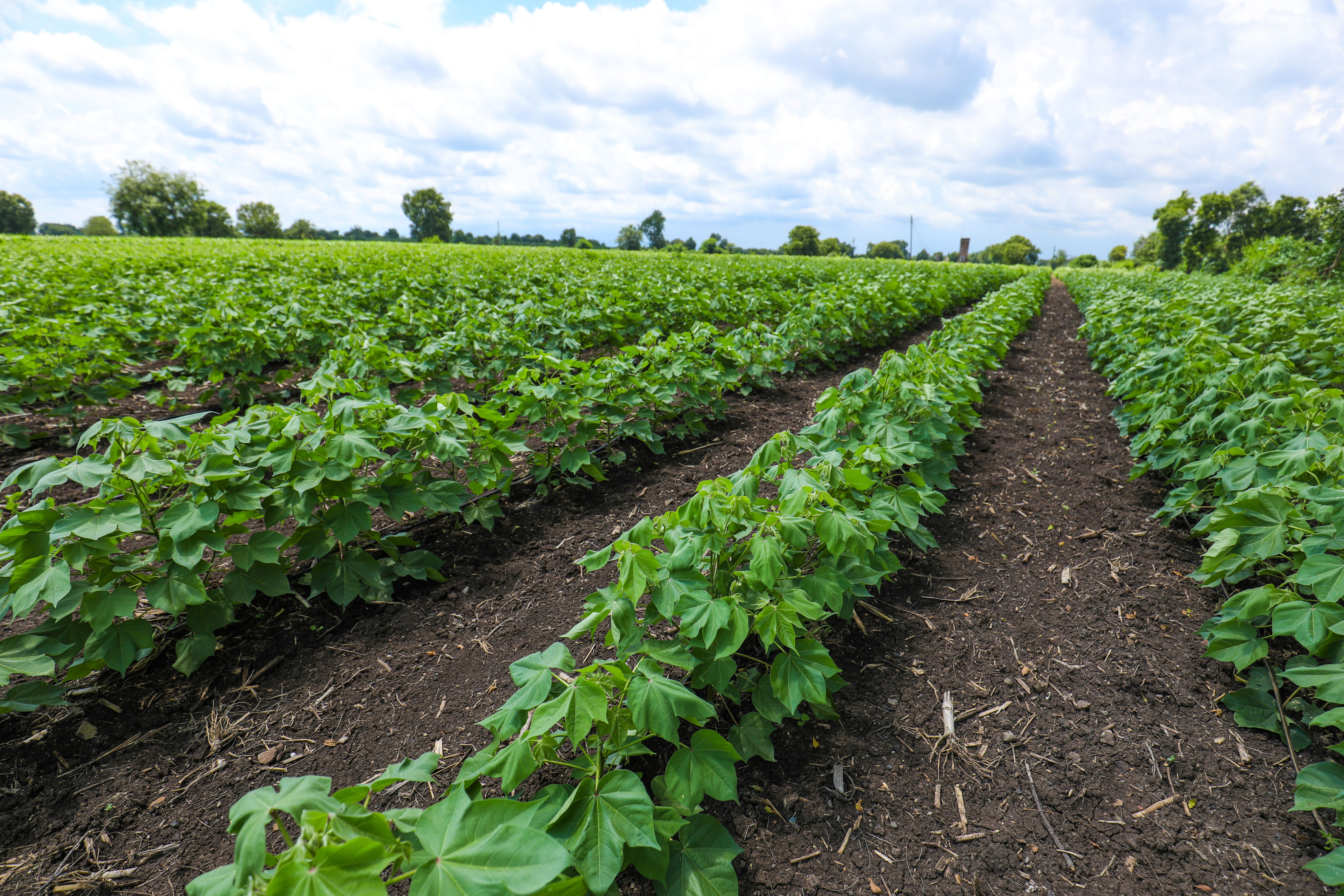 organic cotton field