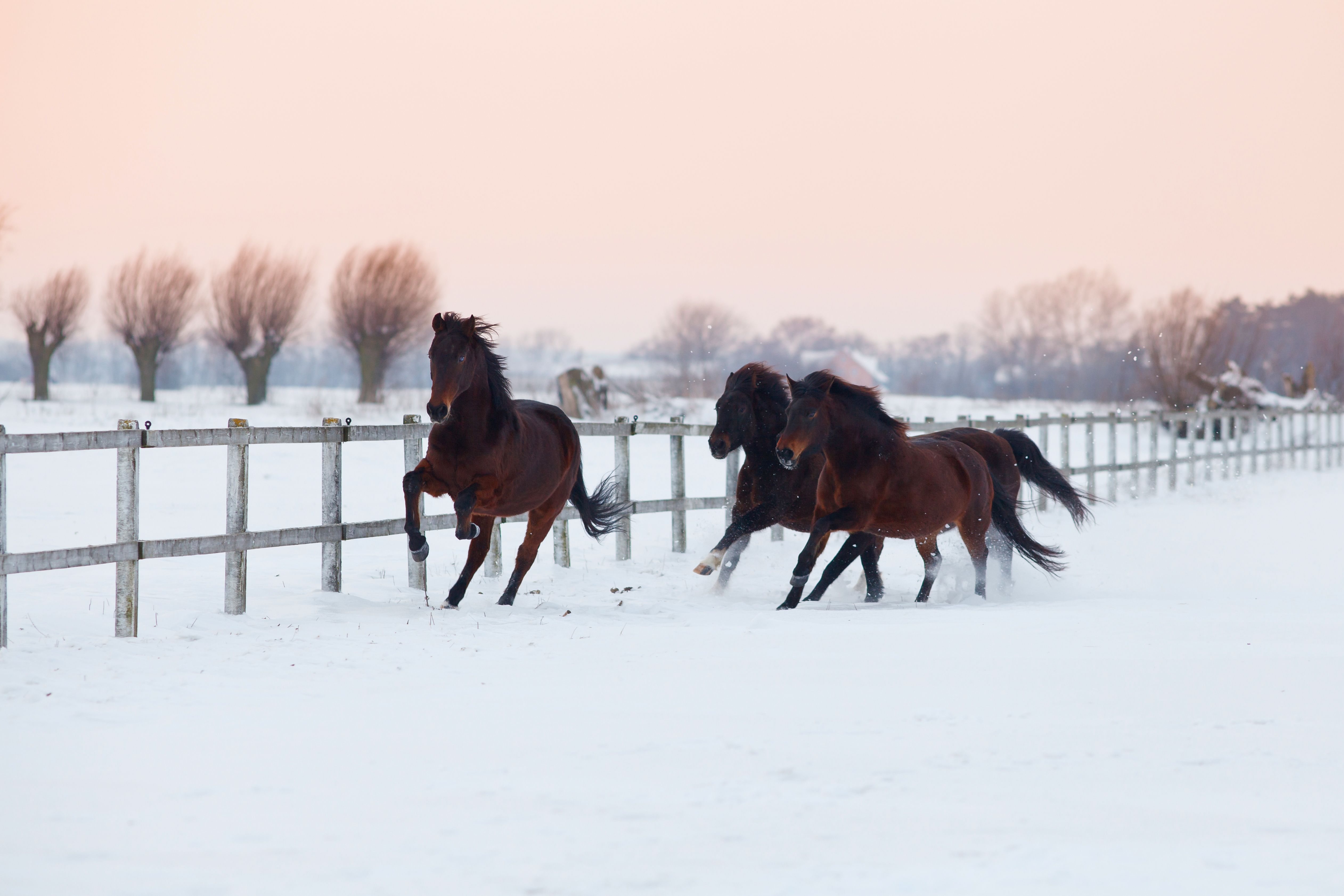 horse winter