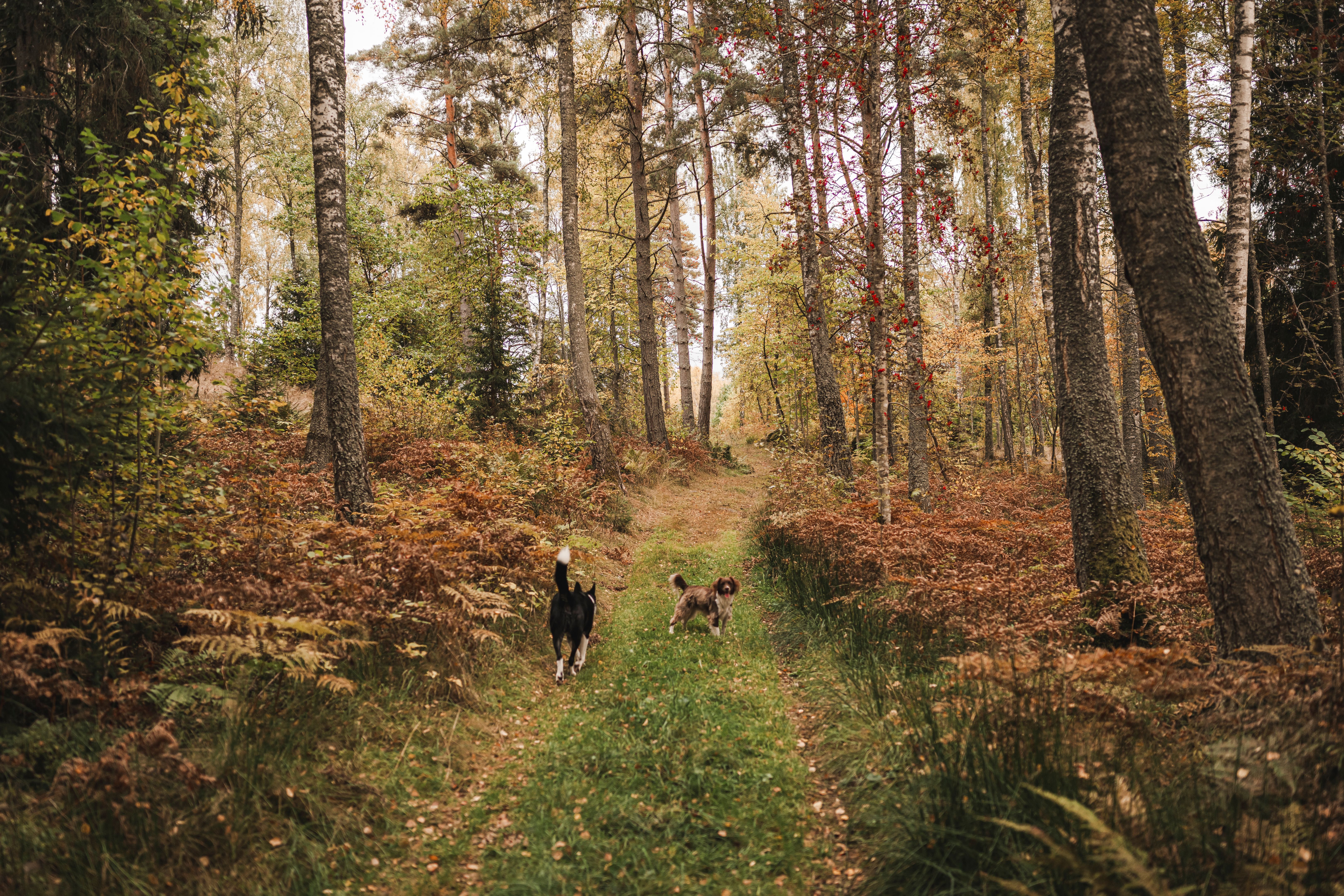 forest trail dog friendly