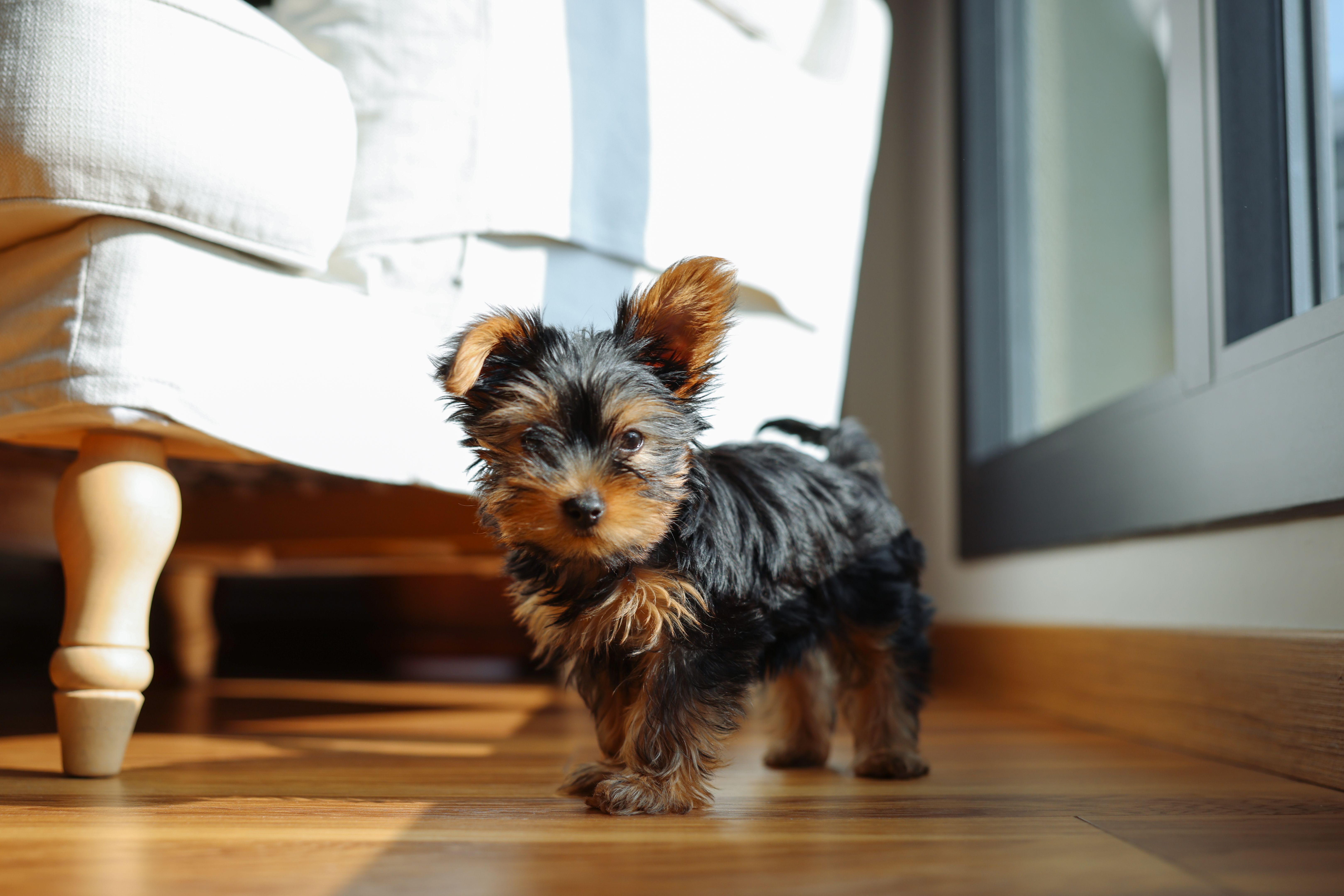 yorkshire terrier