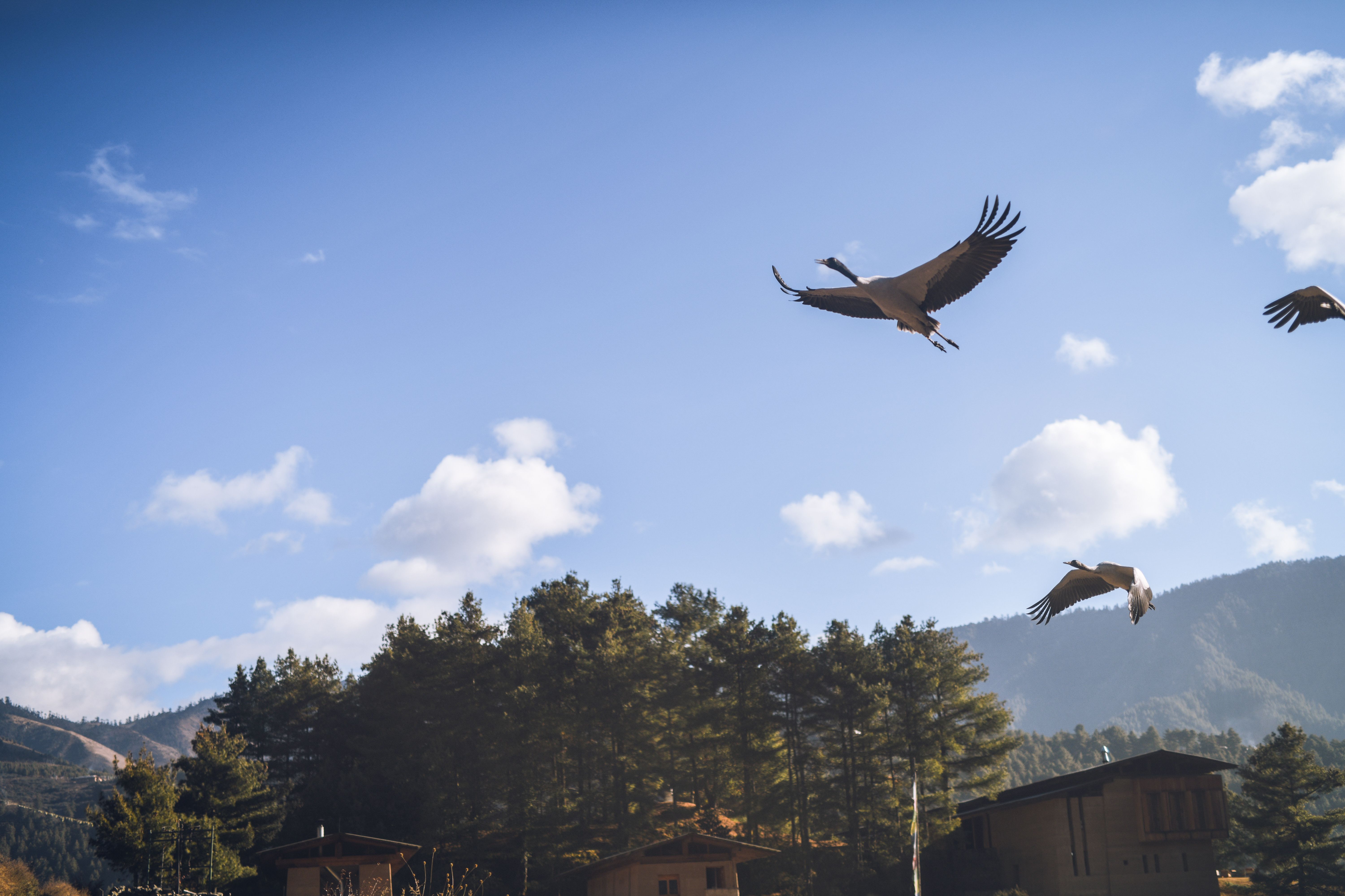 black-necked cranes