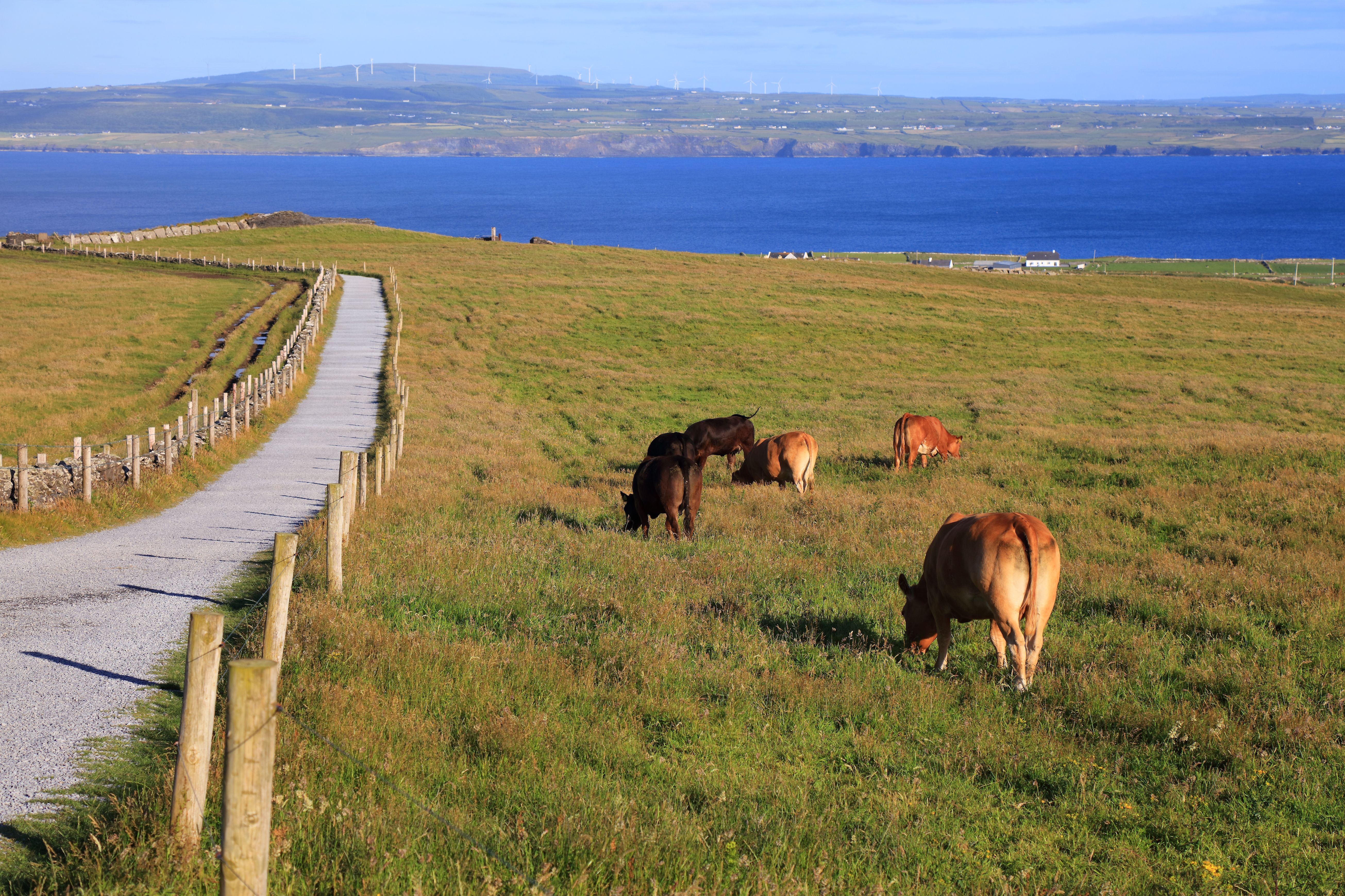 Cattle in Ireland Cattle in Ireland