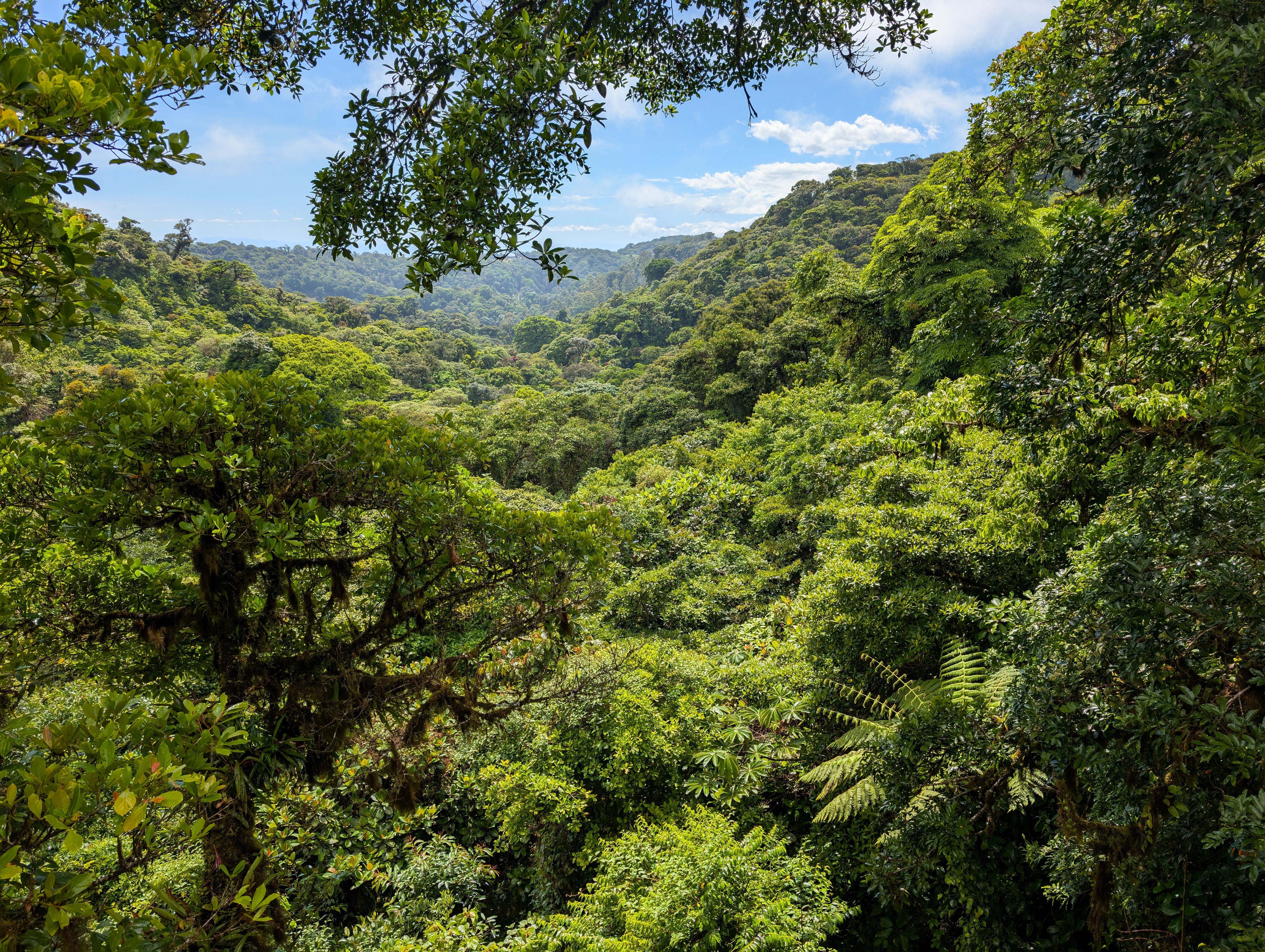 monteverde forest