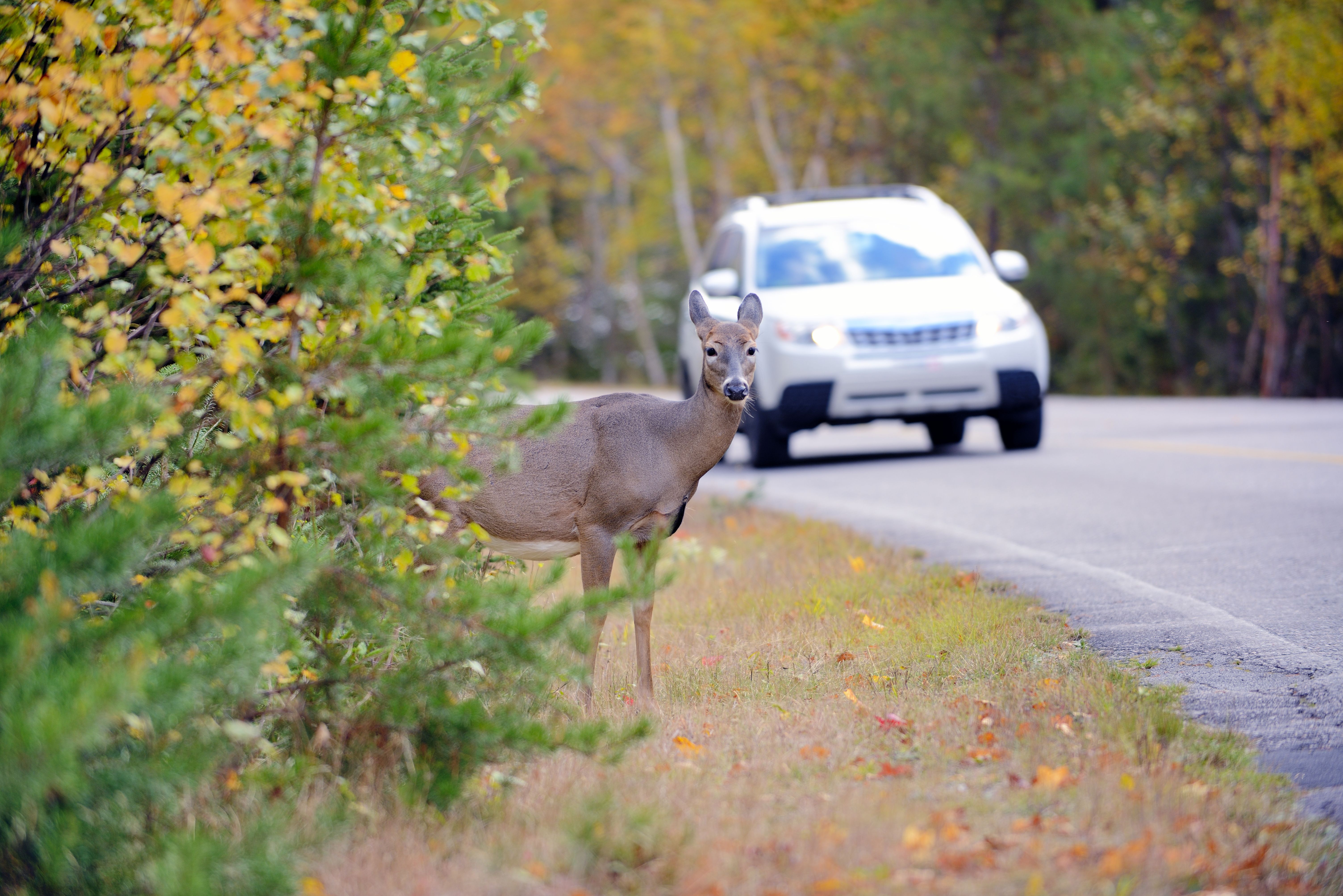 Deer on the edge of the road just before vehicle Deer on the edge of the road just before vehicle