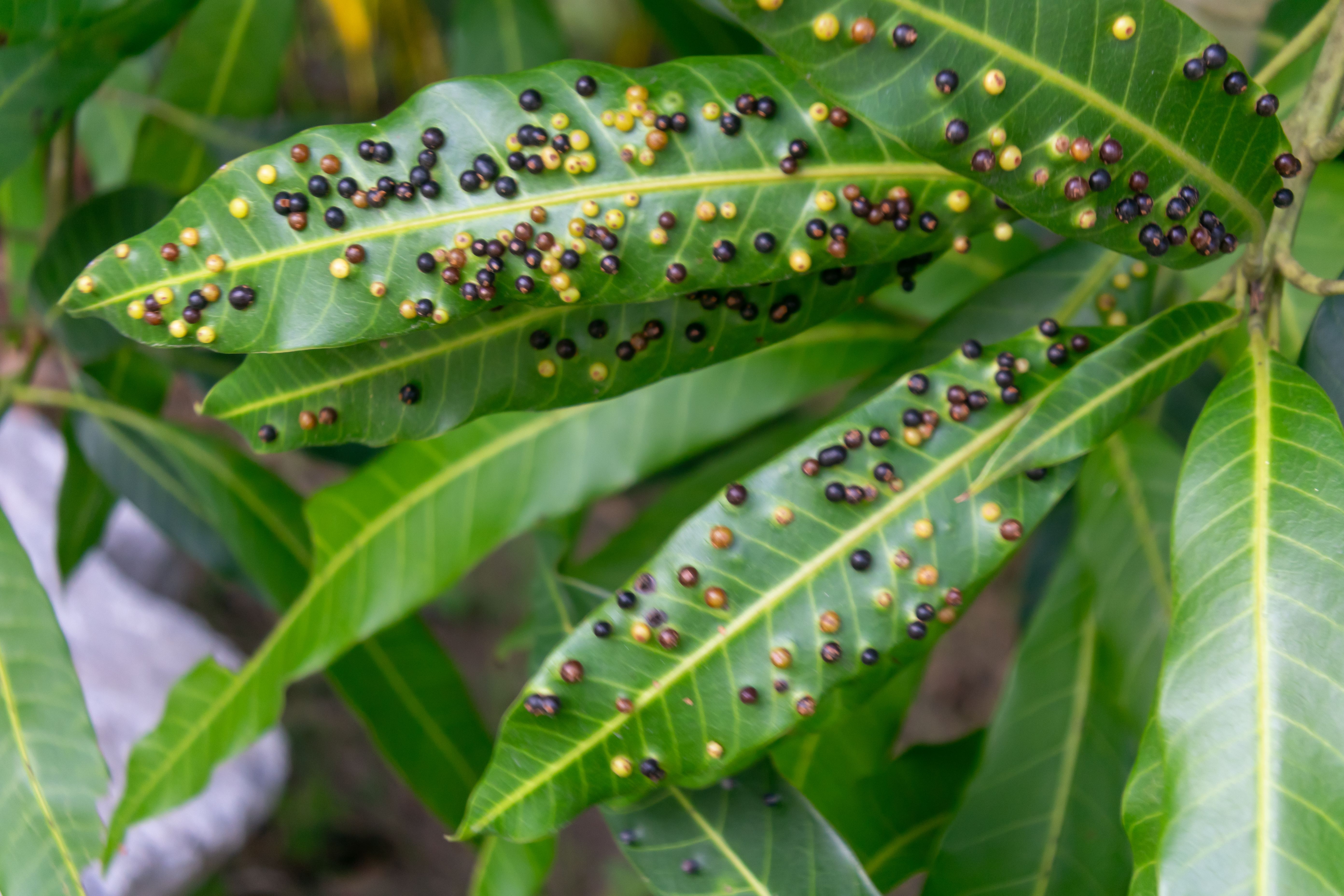 pest control monitoring