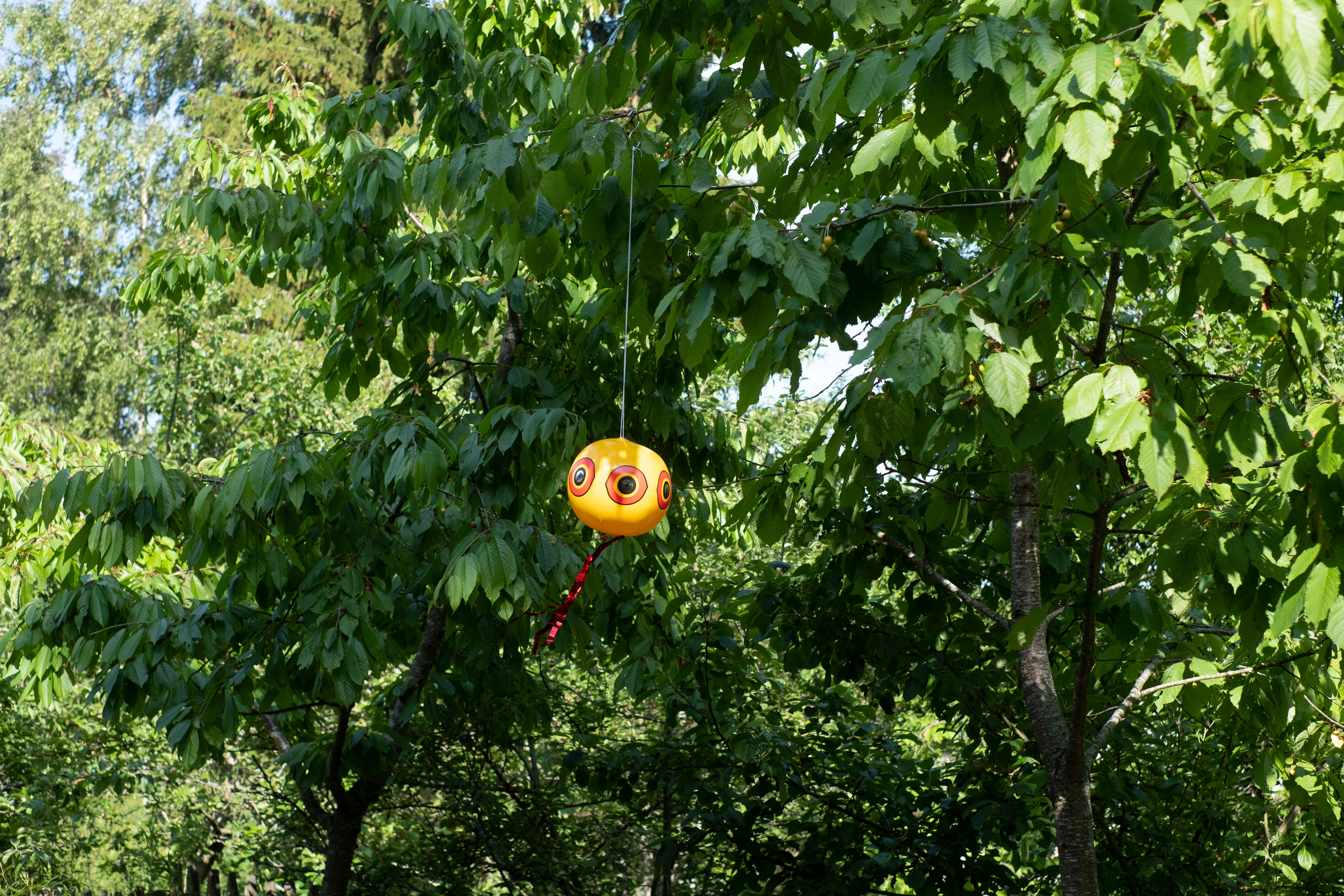 affordable pest control