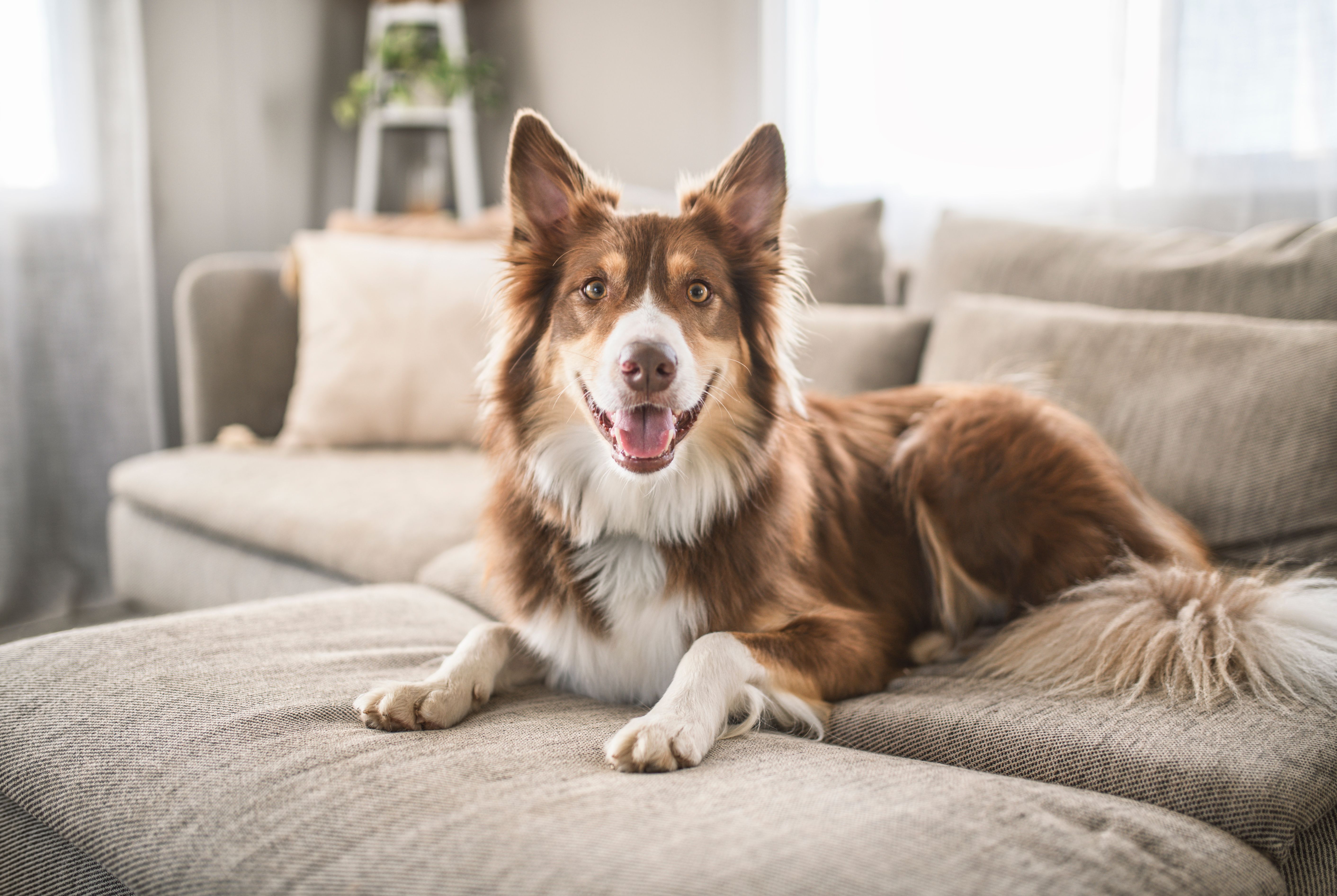 australian shepherd beauty