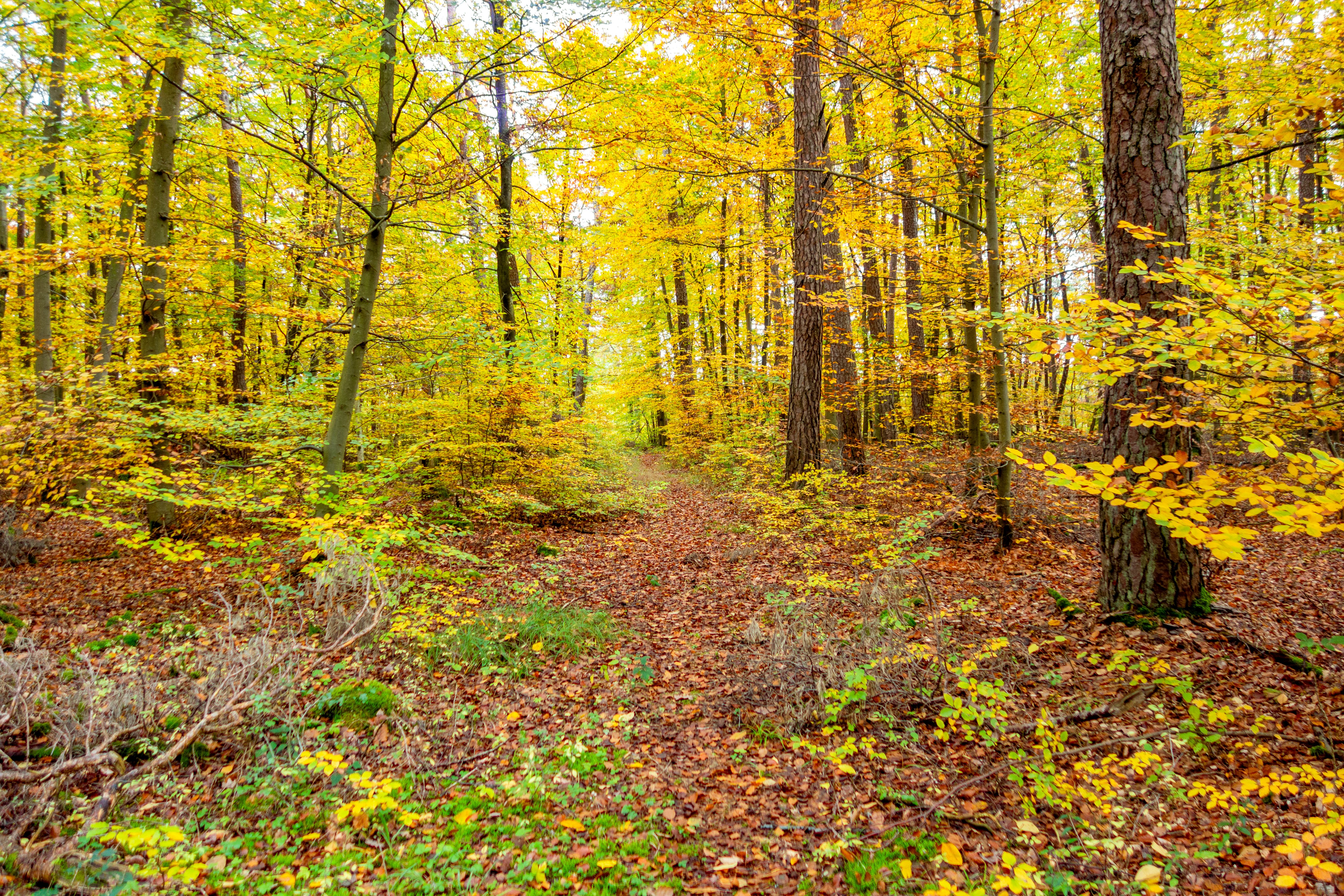 German forest autumn
