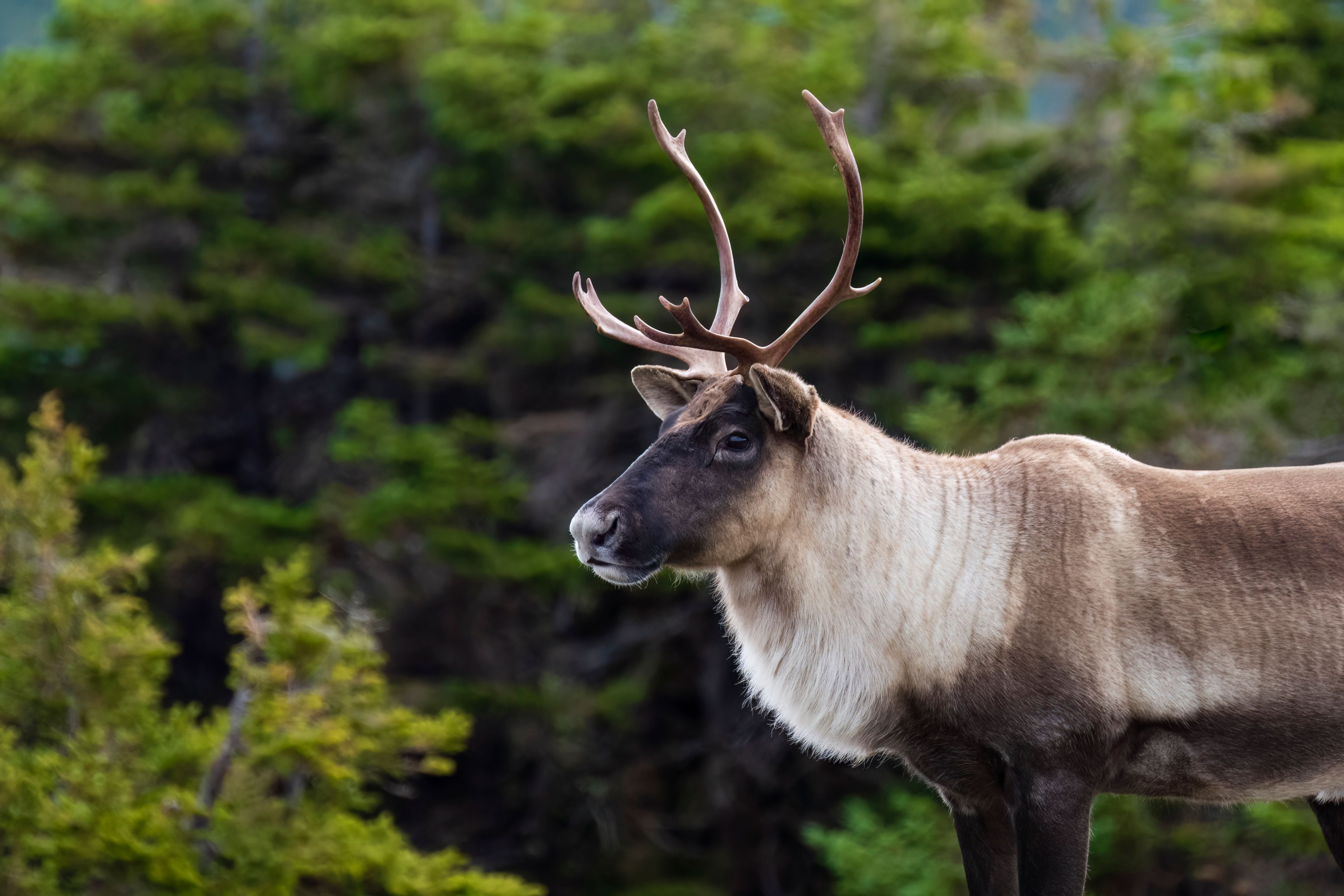 Reindeer, caribou, male animal in Canada wilderness