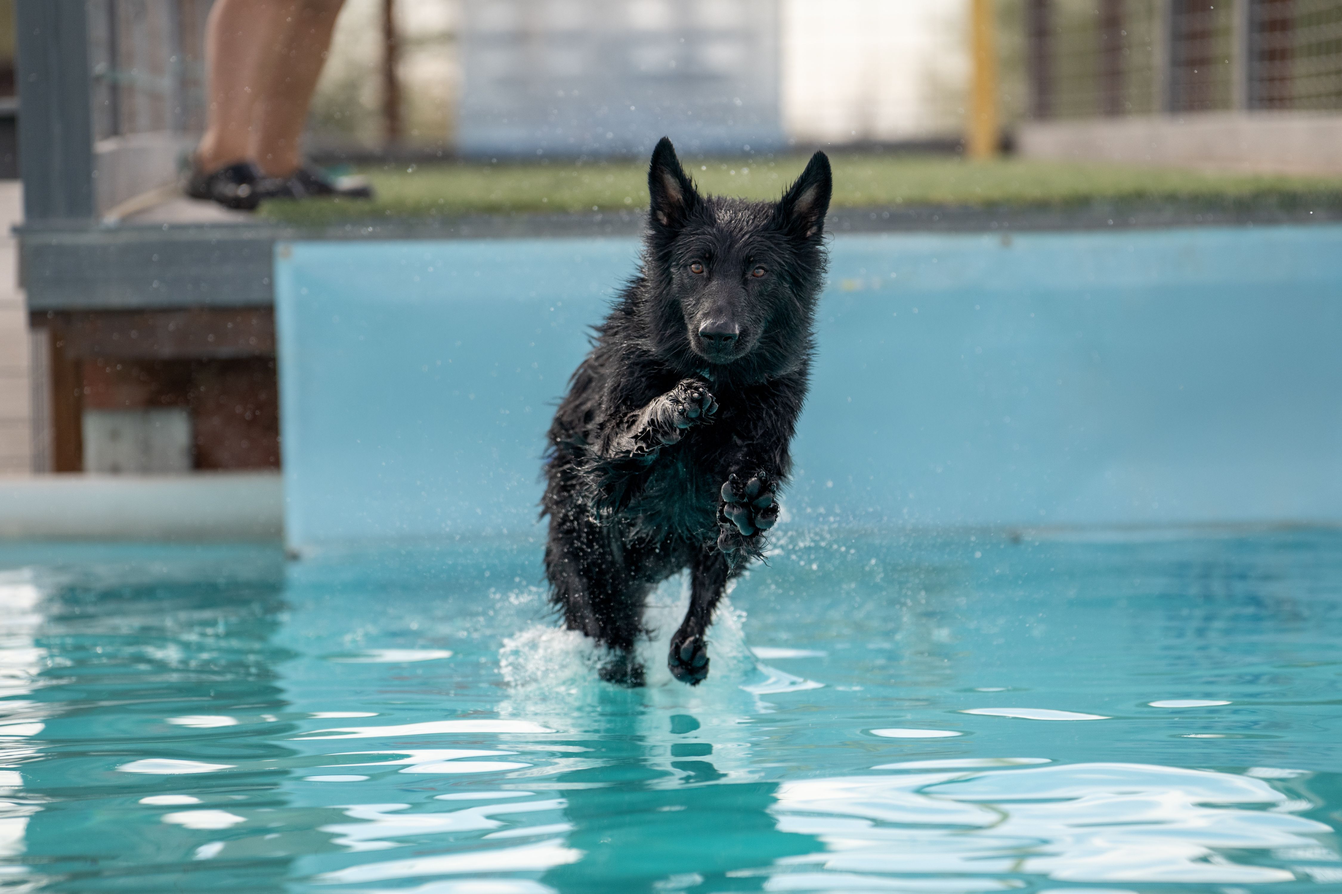 Black German Shepherd splashing into a swimming pool Black German Shepherd splashing into a swimming pool