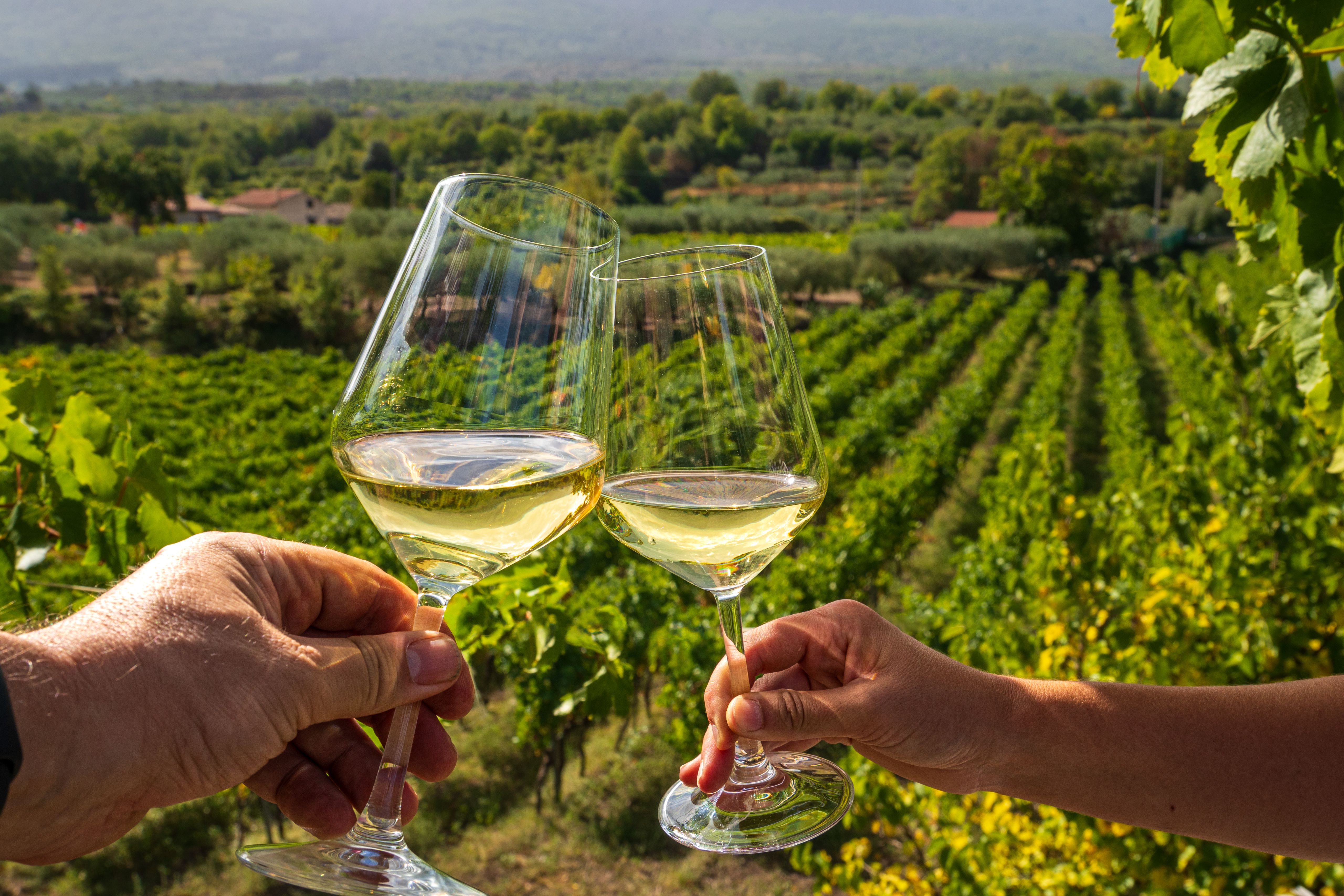 wine vineyard