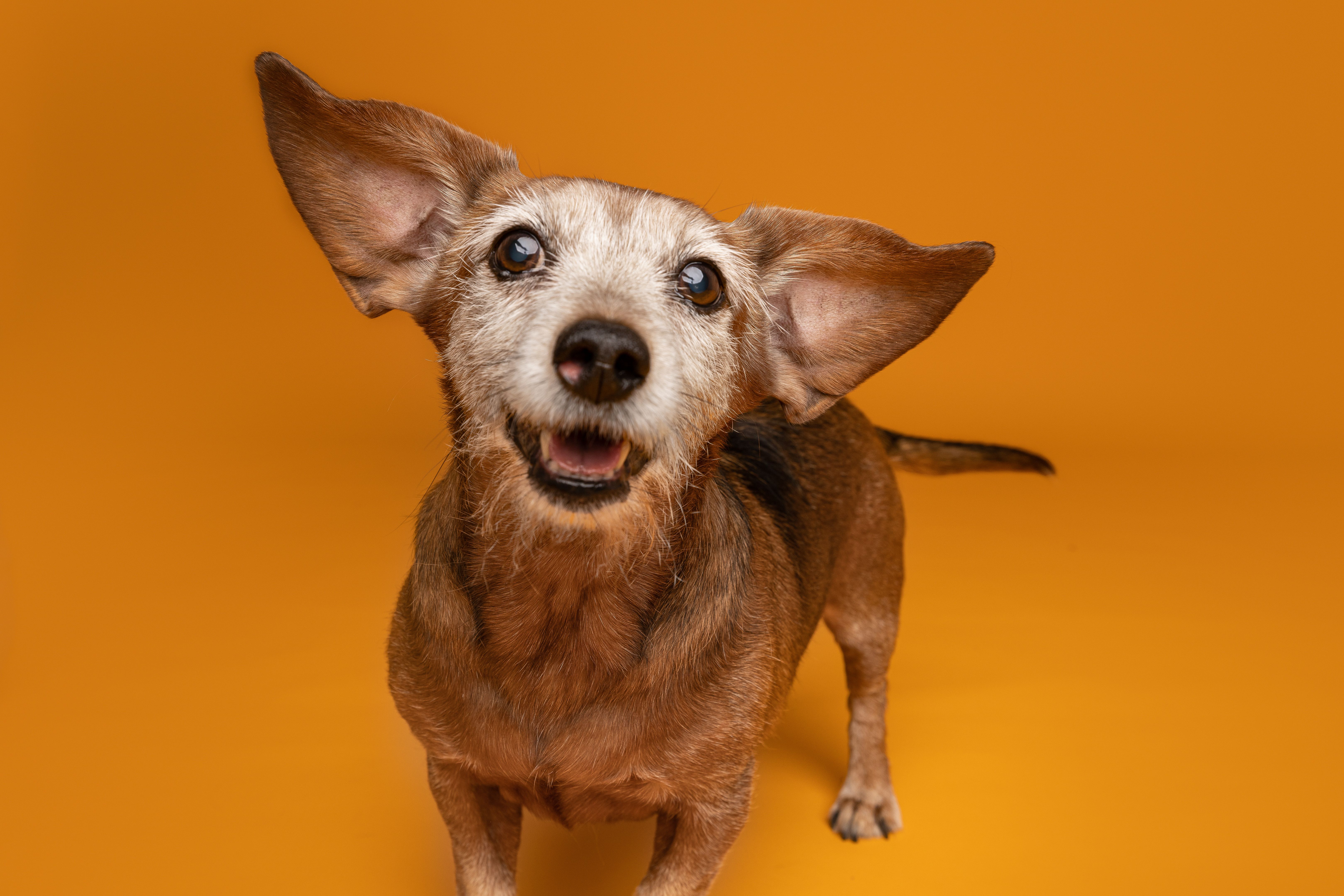 finished dog portrait