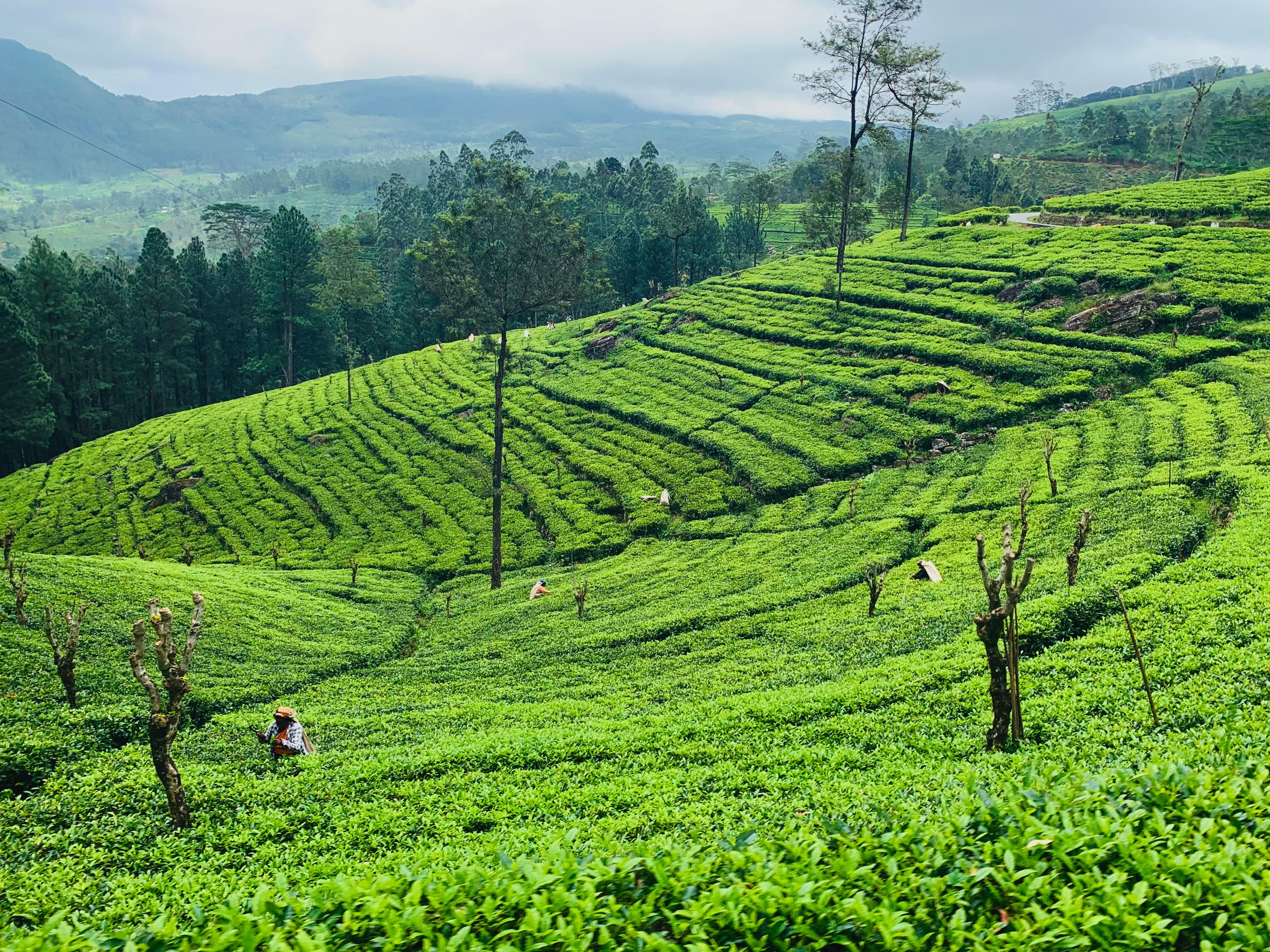 tea plantation