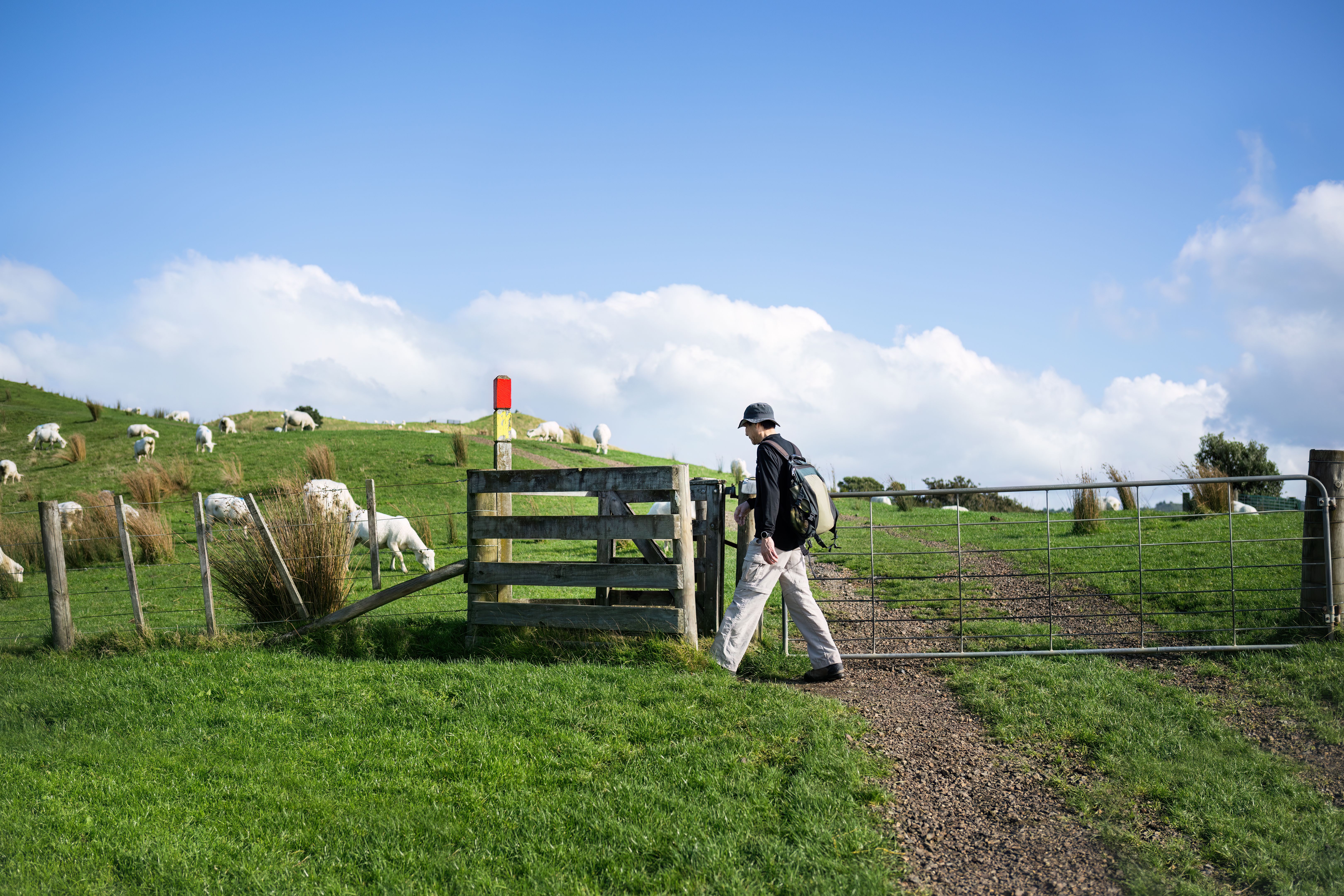 People walking through the farm gate on a walking track. Sheep grazing on the green grass. Duder Regional Park. Auckland.
