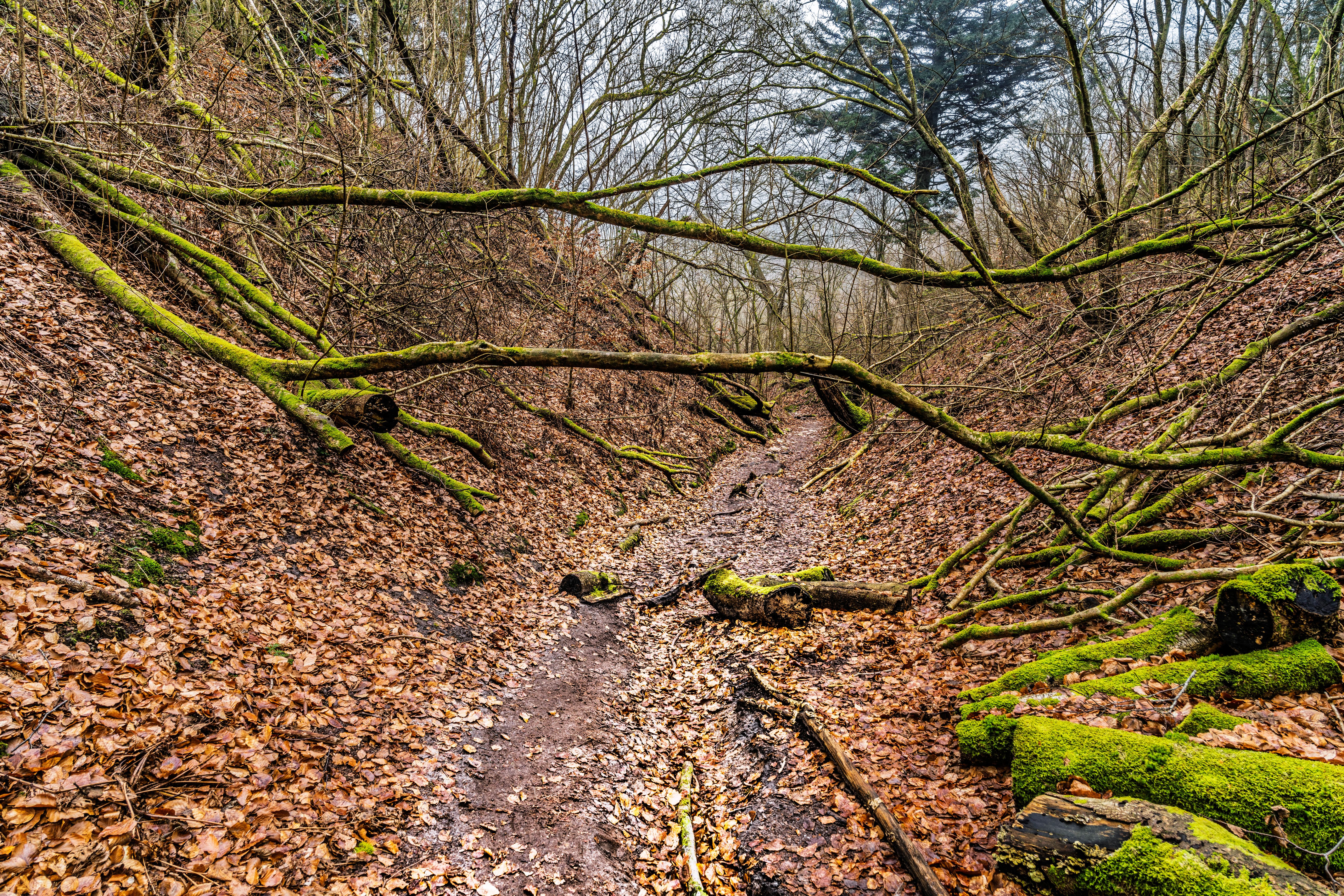 autumn forest denmark
