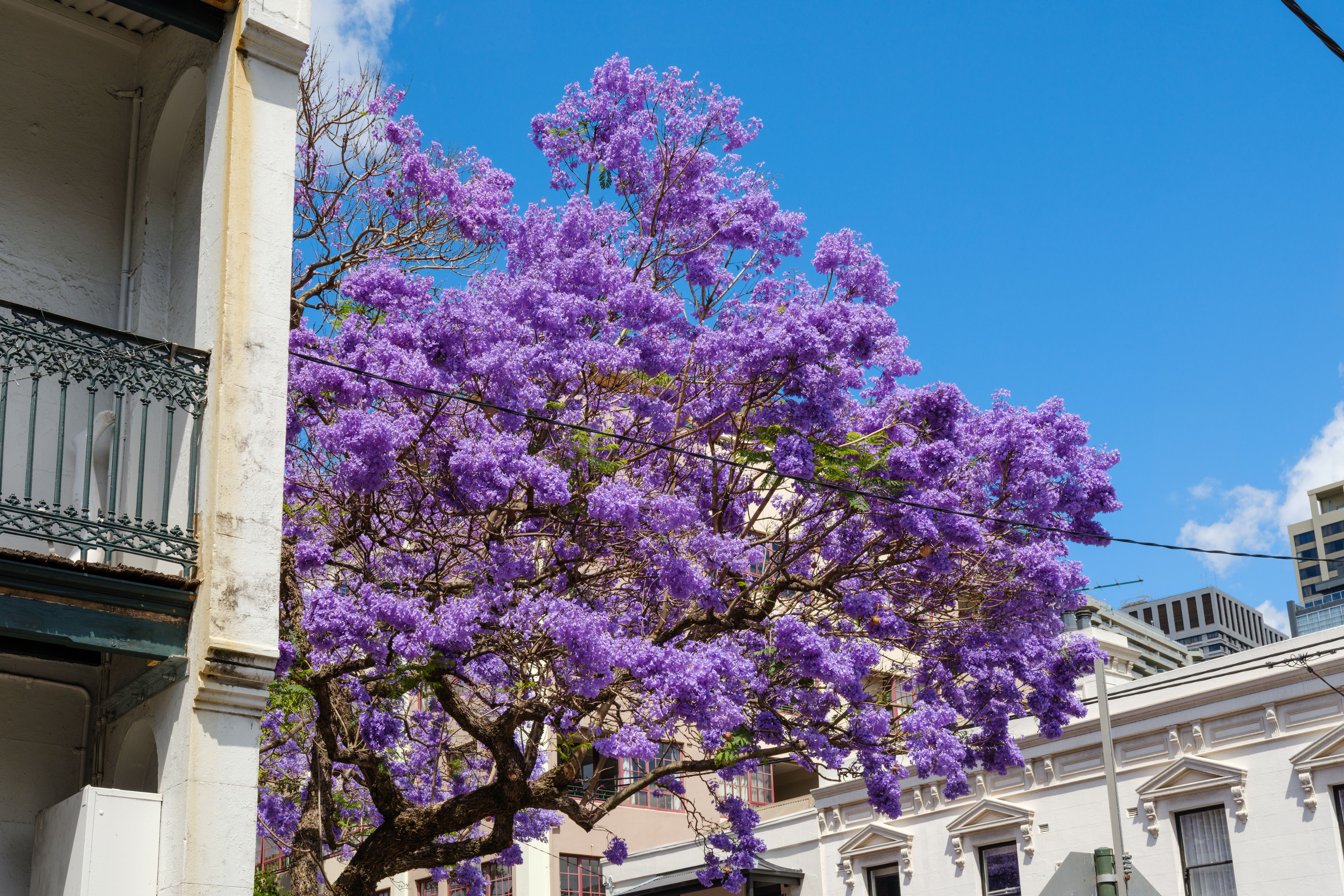 jacaranda trees