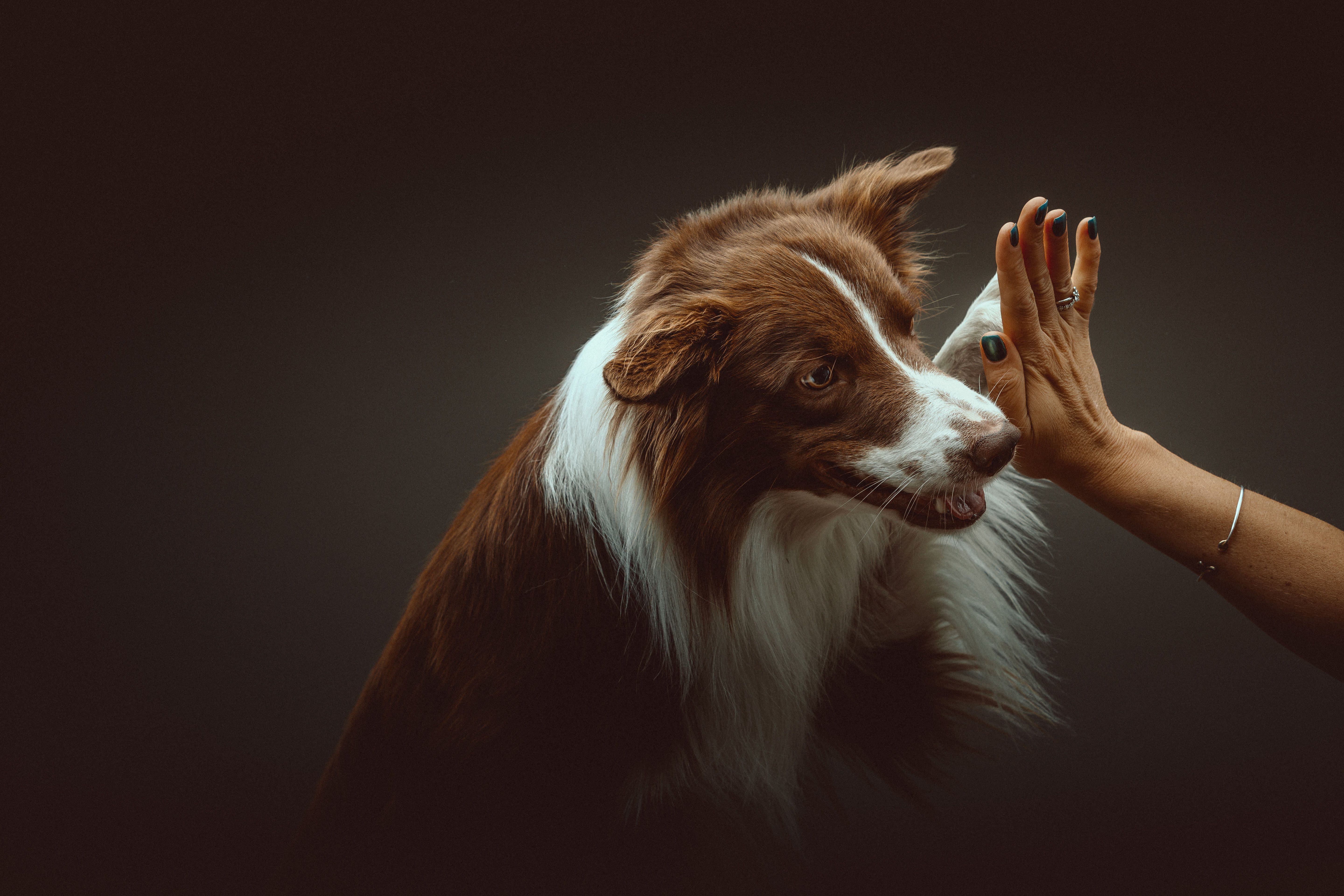 Border collie gives High five