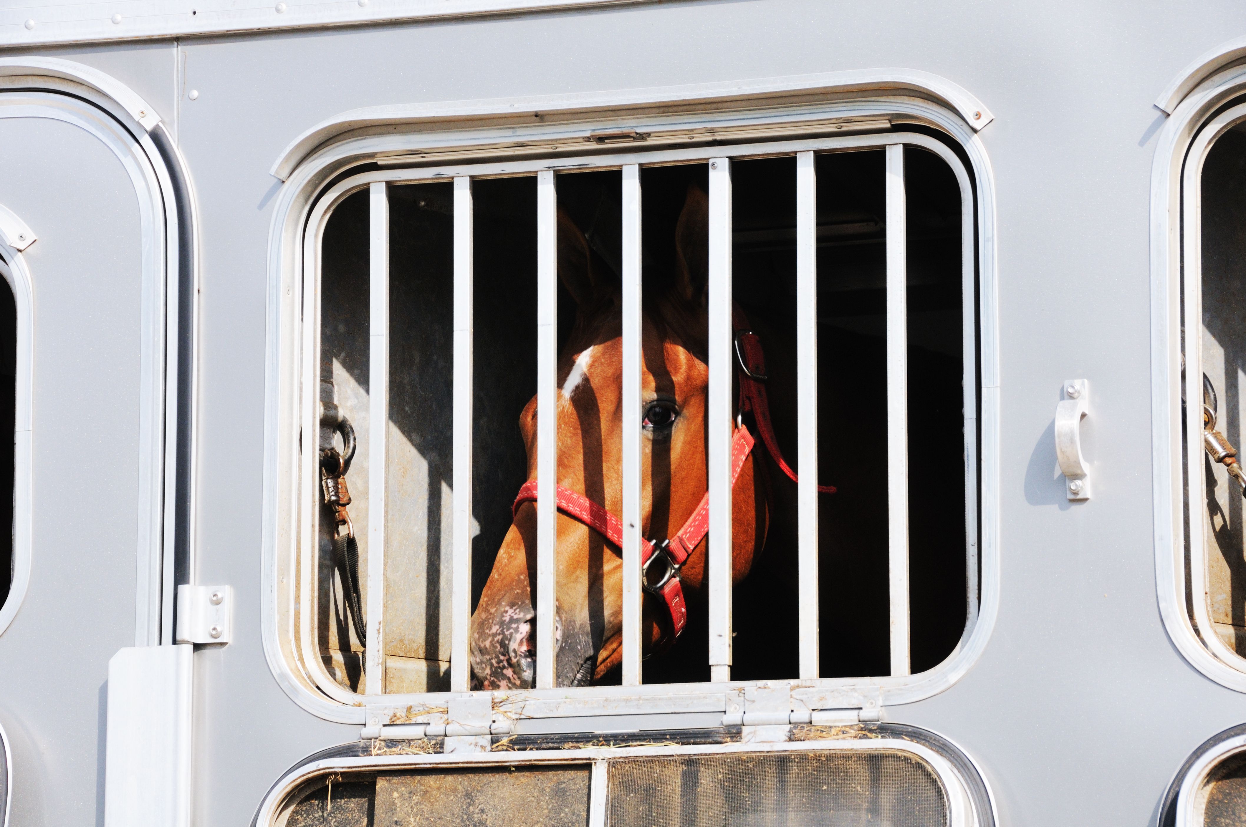 horse trailer bar