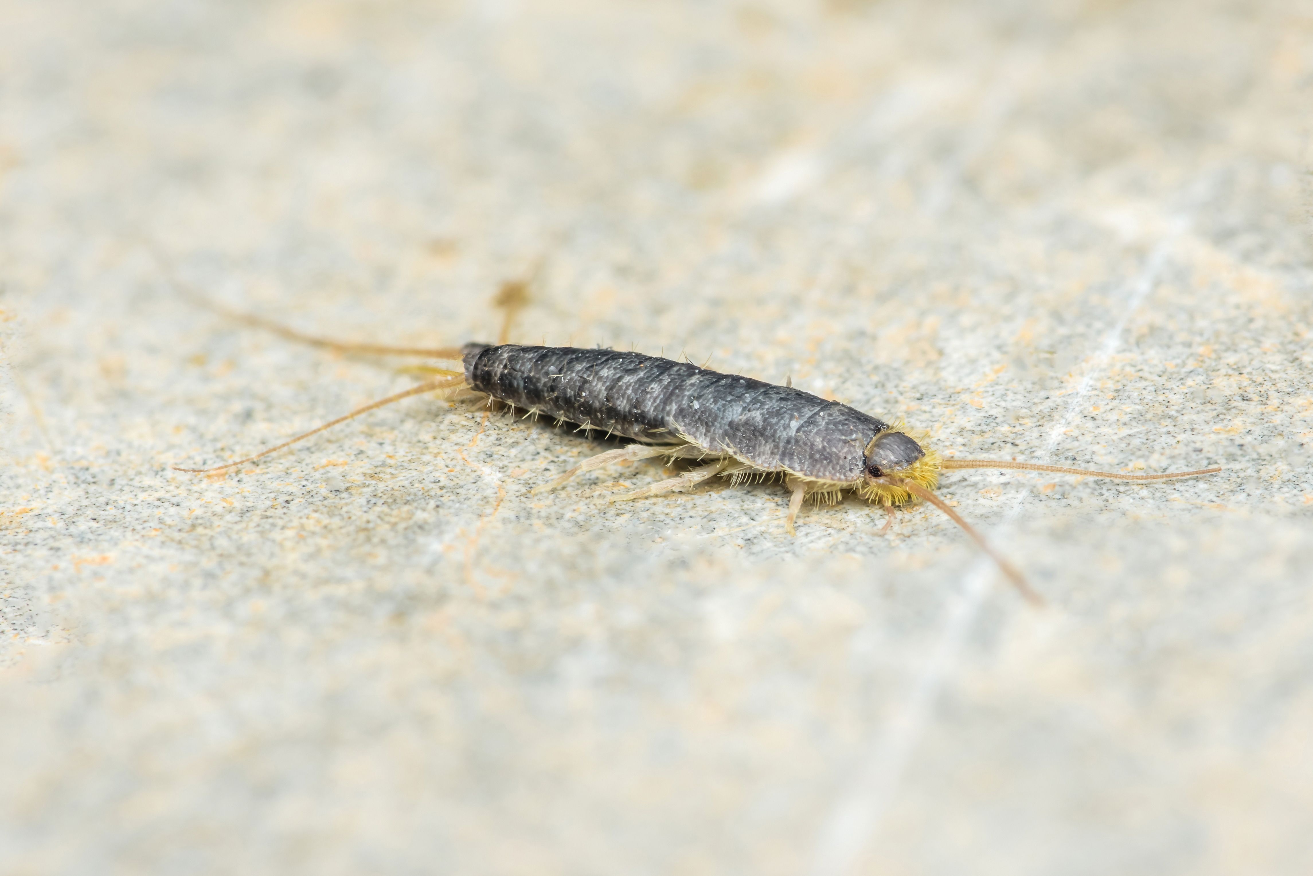 common house pests
