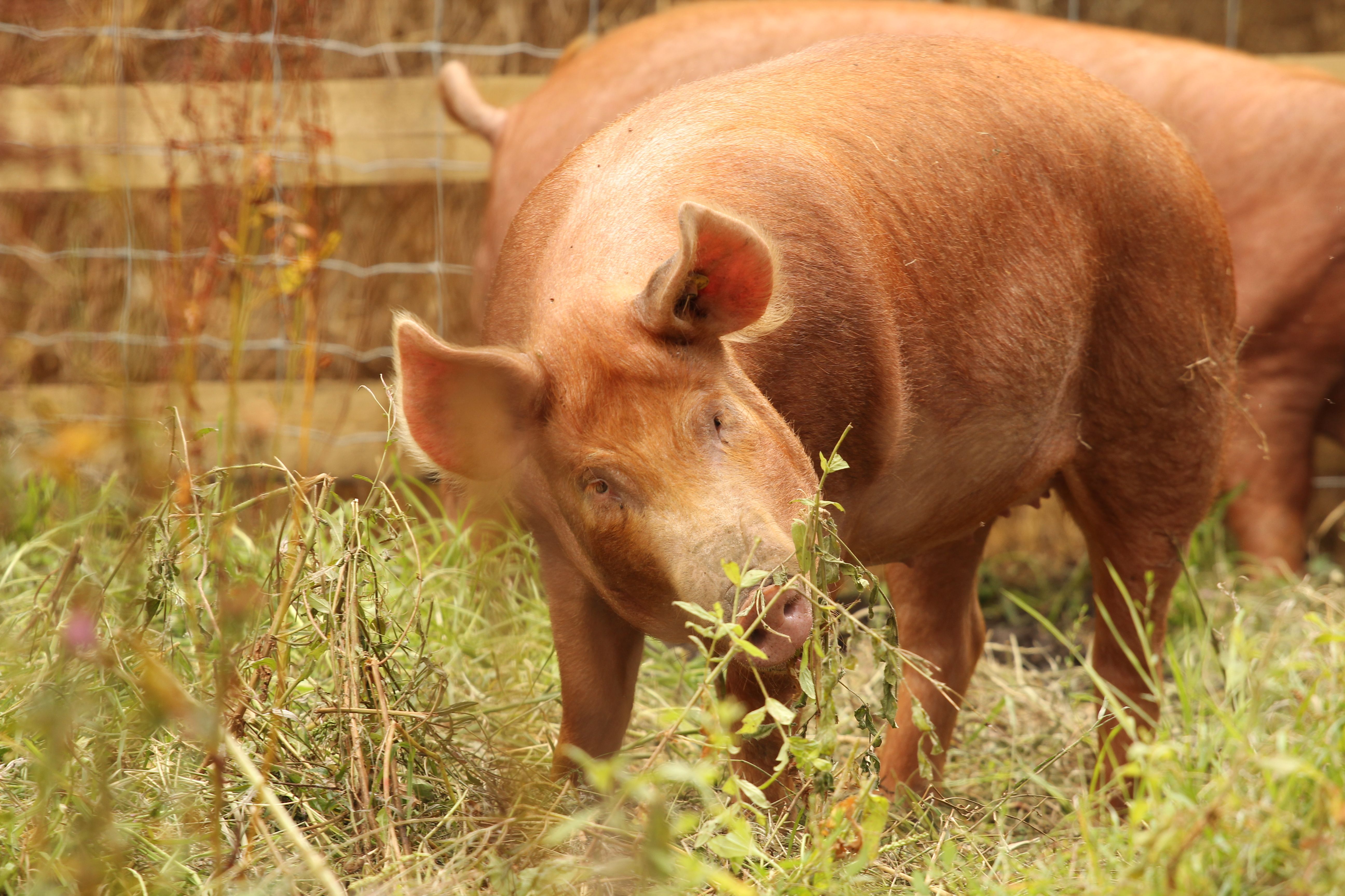 Tamworth pig in grass