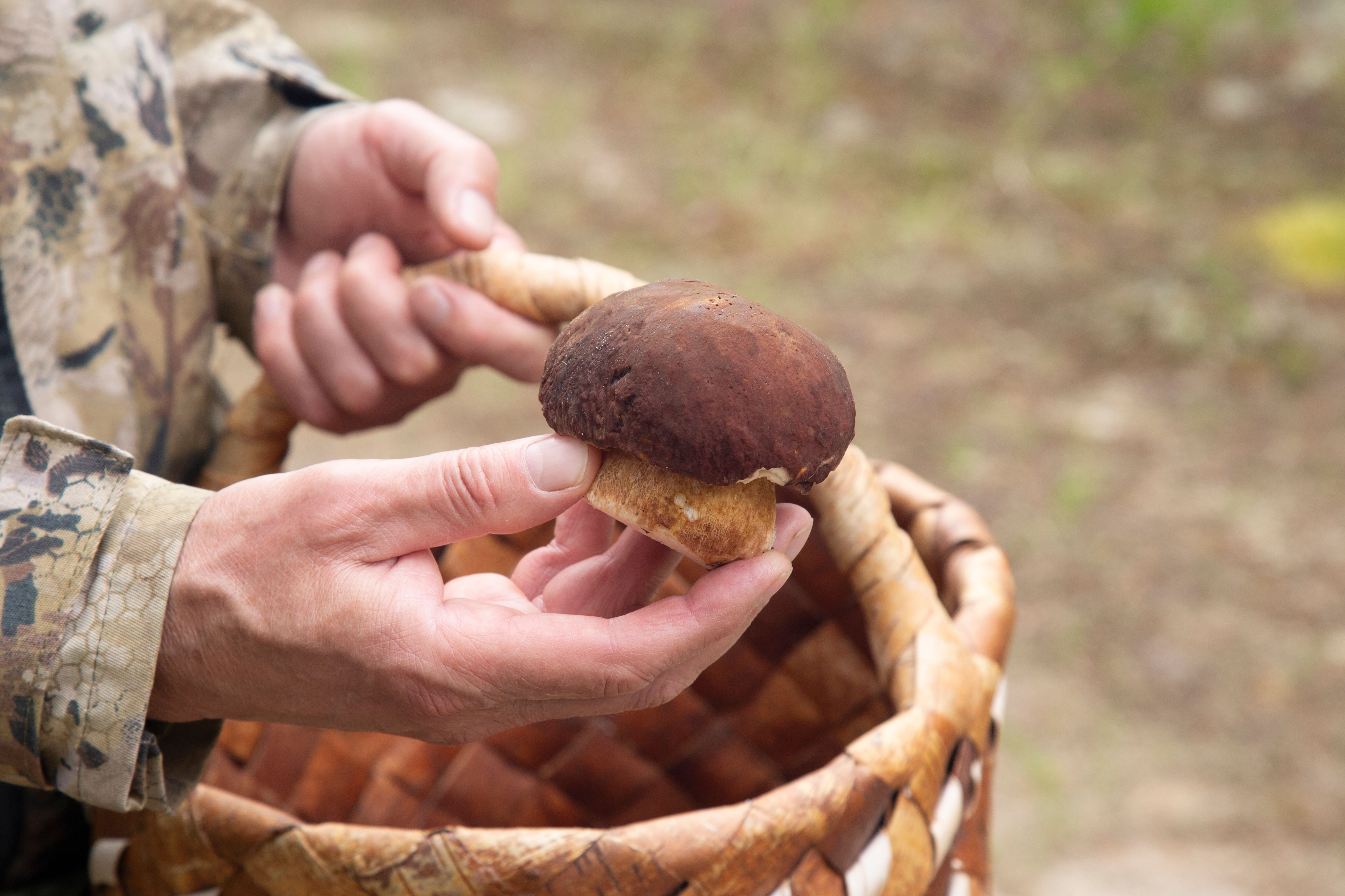 harvesting mushrooms