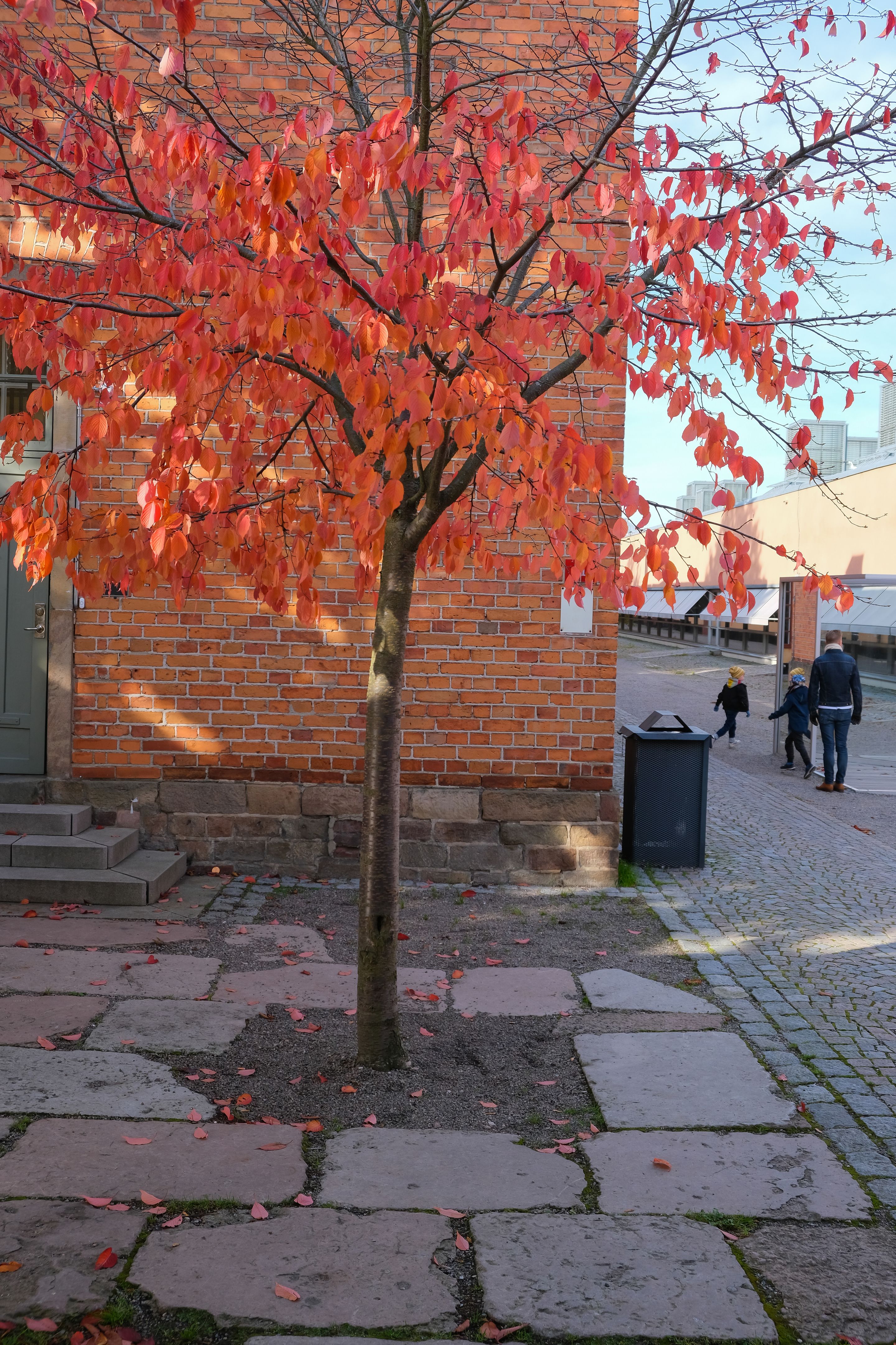 A tree with red and orange leaves in front of orange wall in Stockholm, Sweden