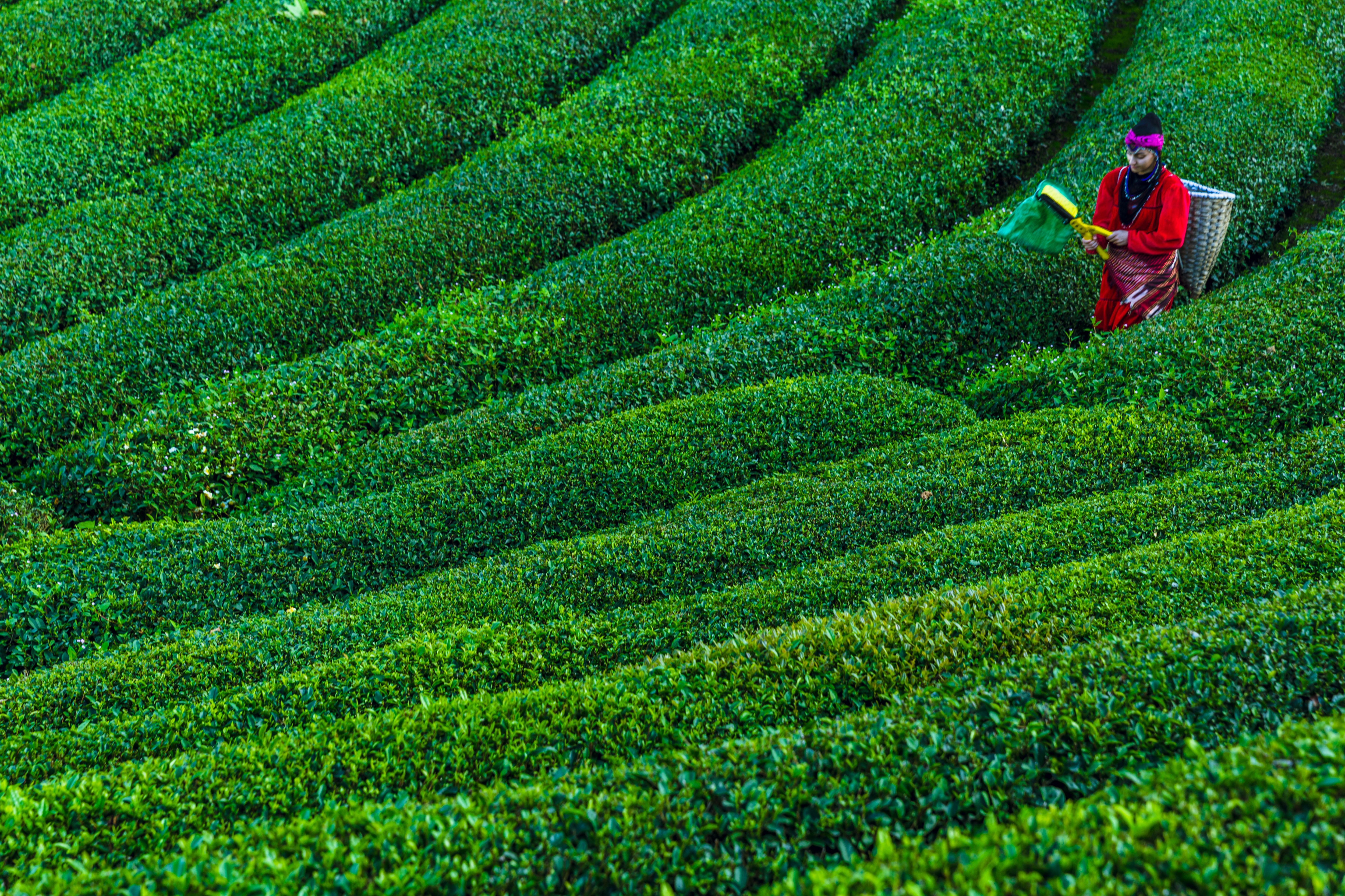 organic tea farm