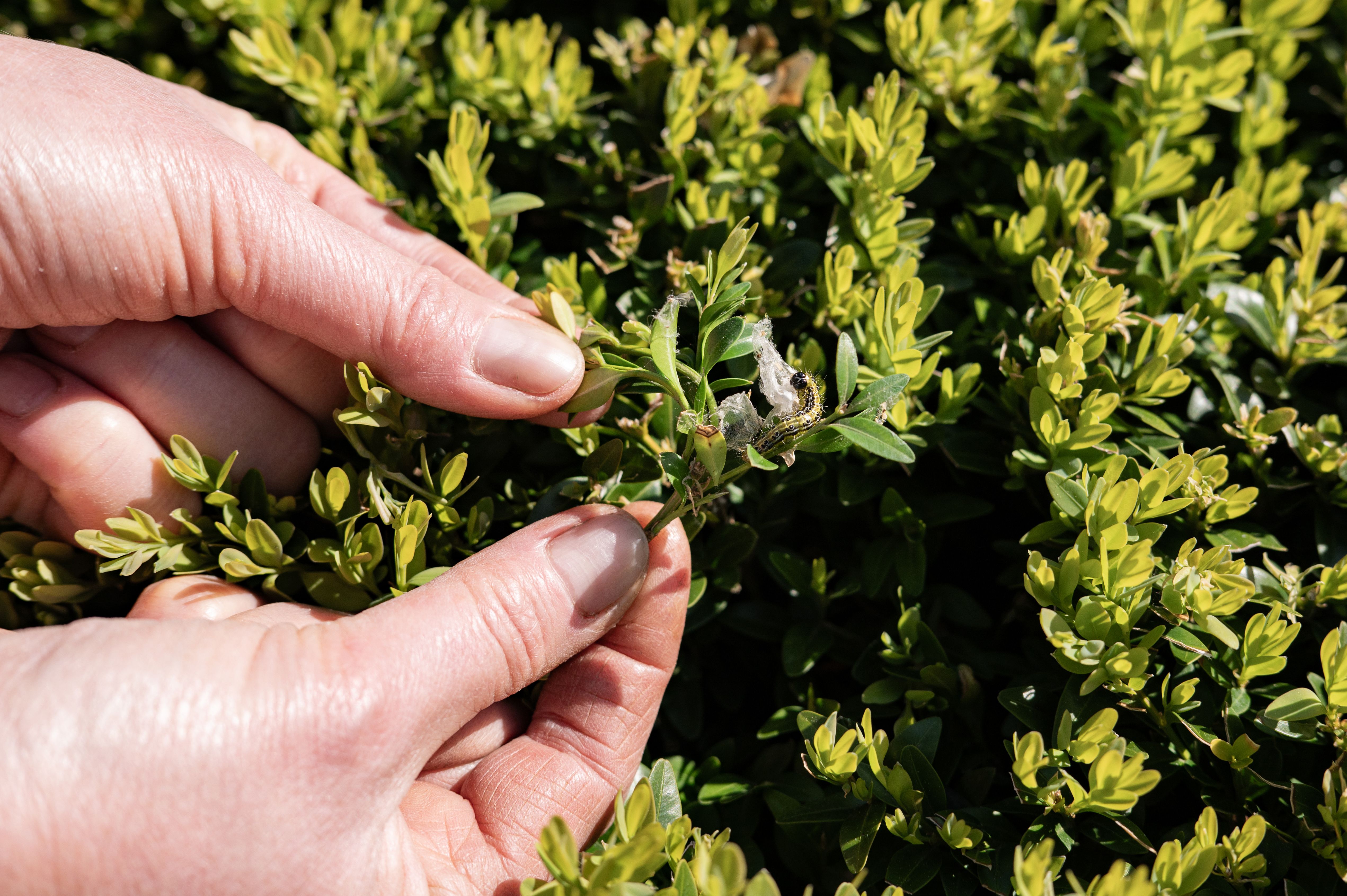 landscaping consultation