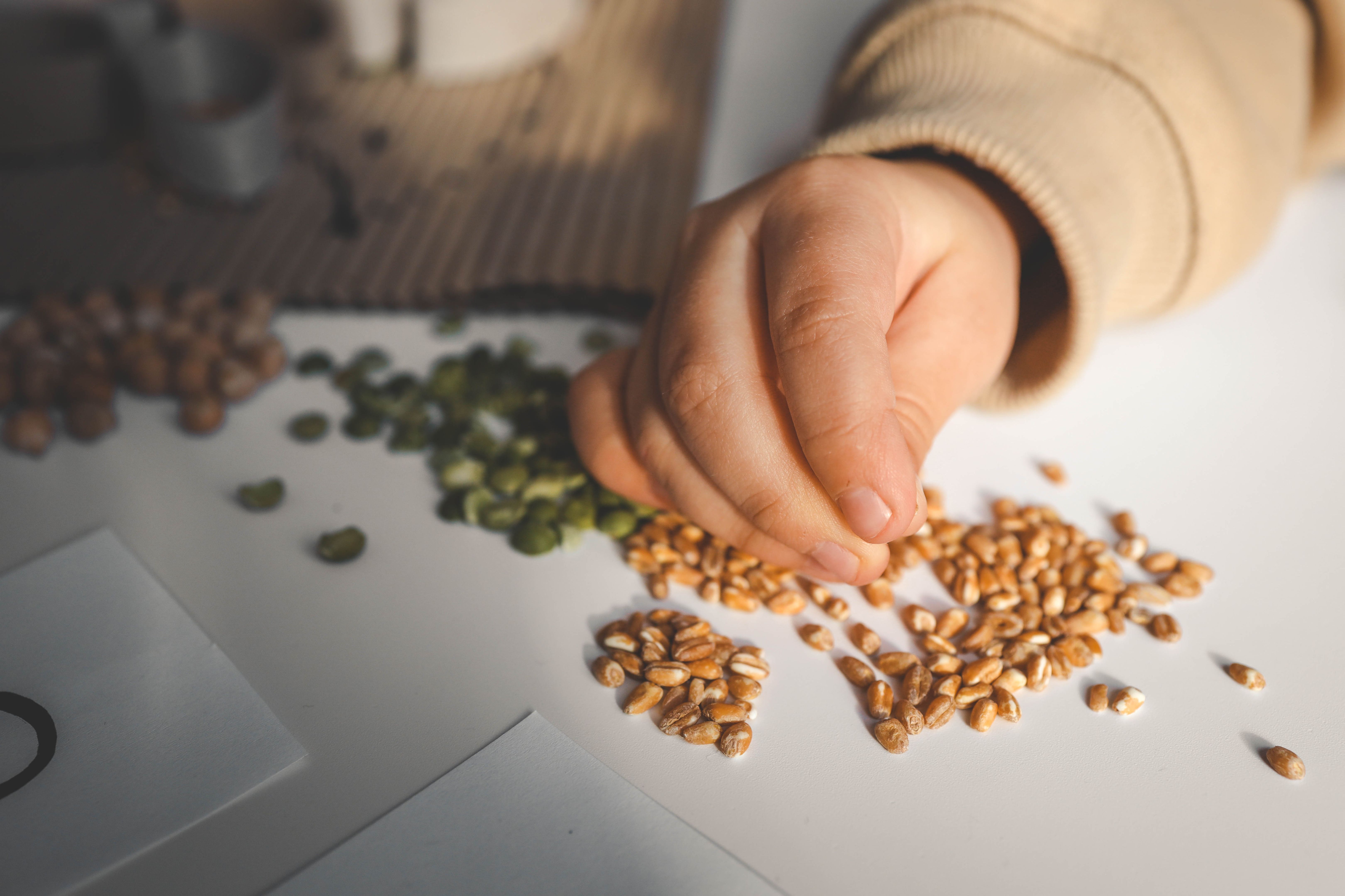 Montessori and Sensory Development, A child plays with natural materials and sorts cereals Montessori and Sensory Development, A child plays with natural materials and sorts cereals