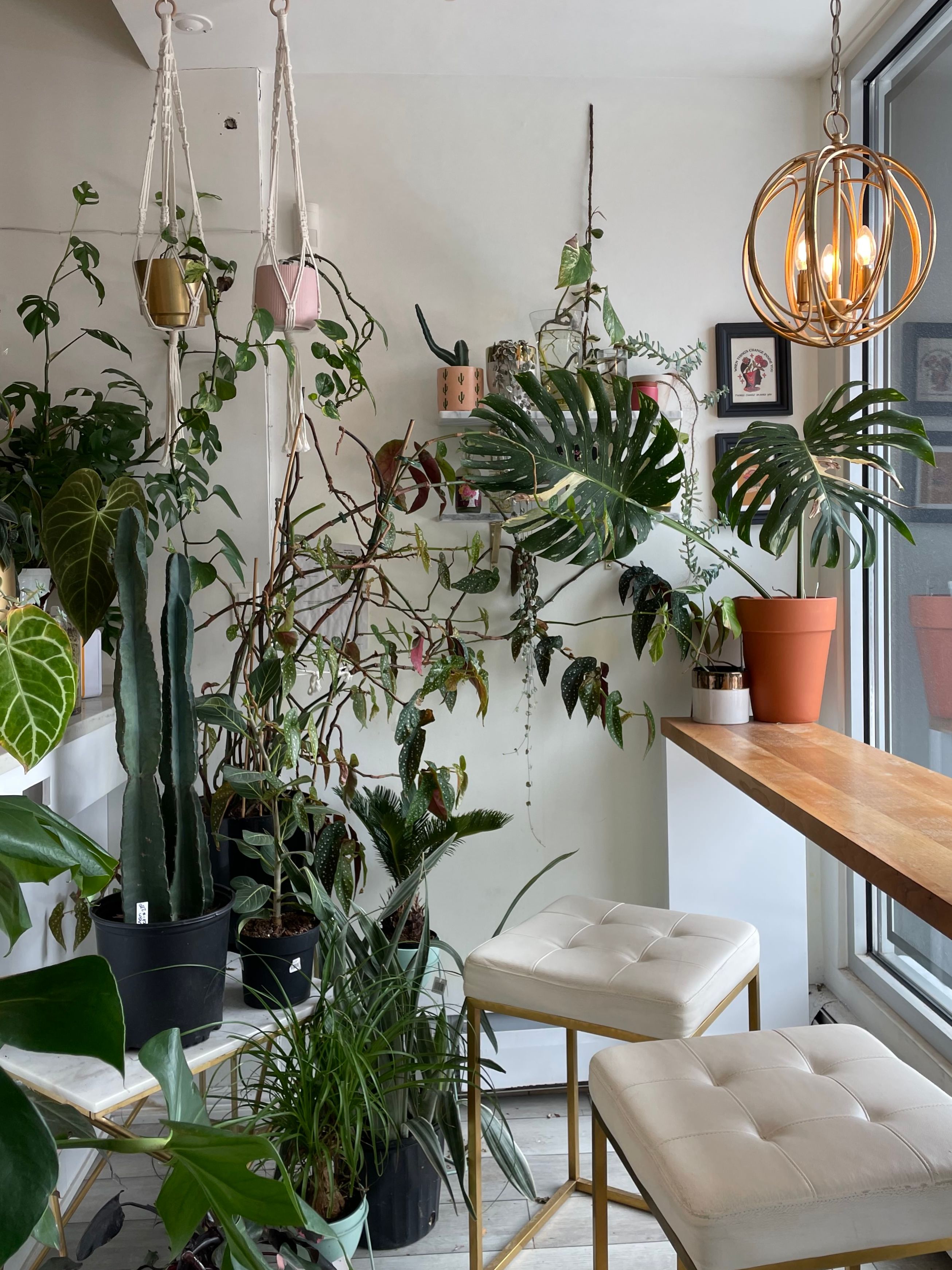 houseplants and modern decor in cozy cafe