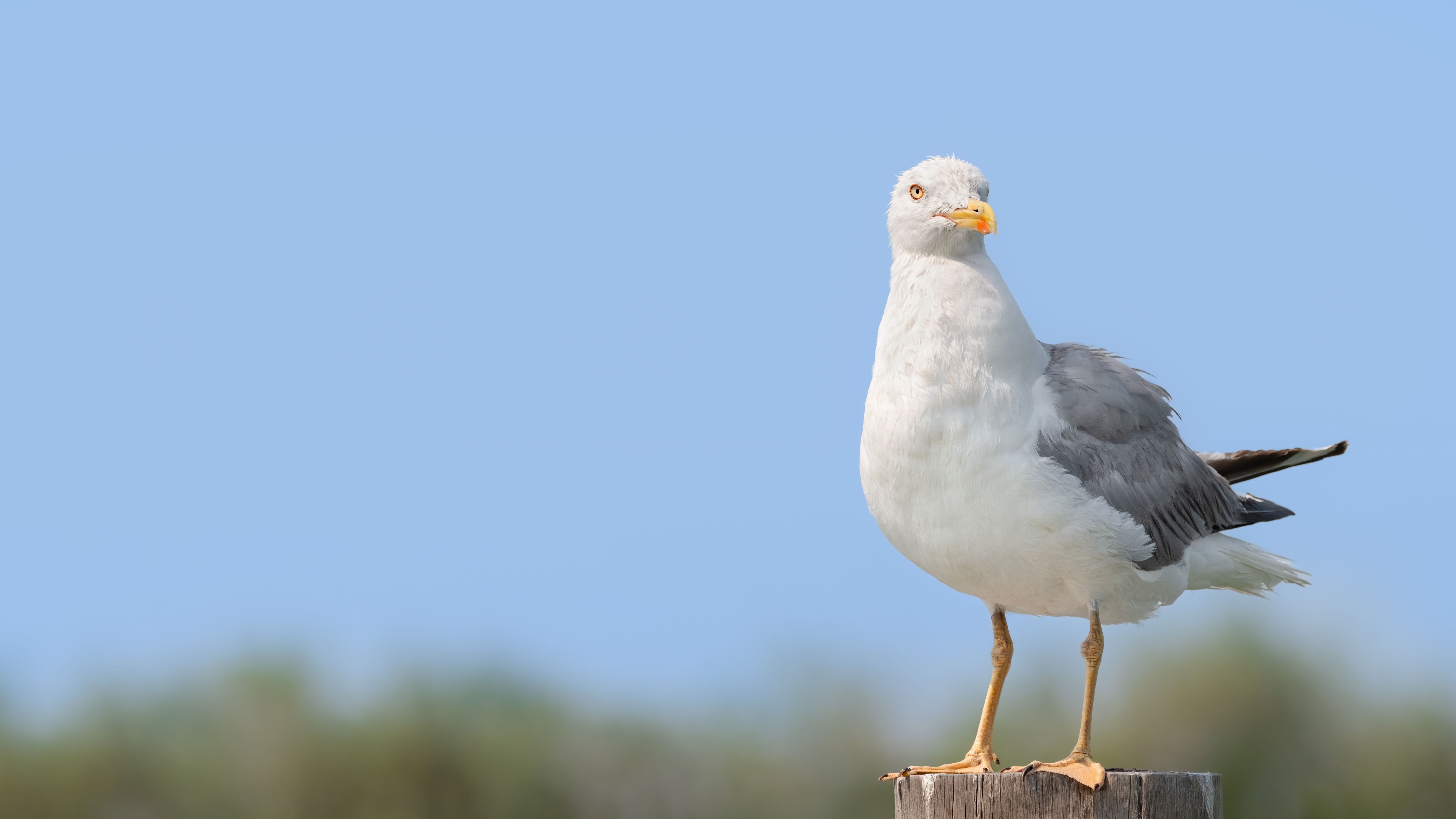 composition rule of thirds