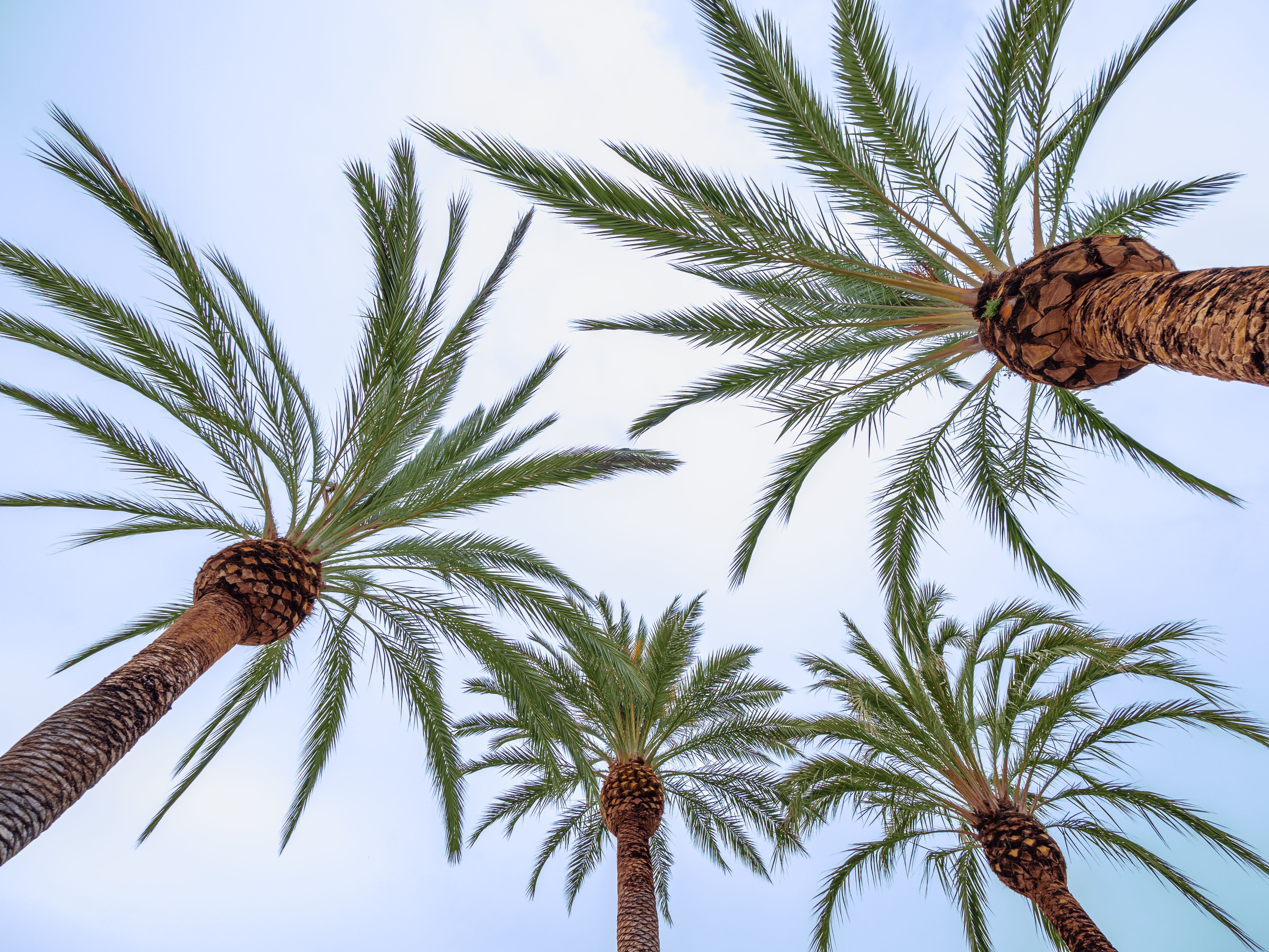Palmiers sur une plage de Barcelone.