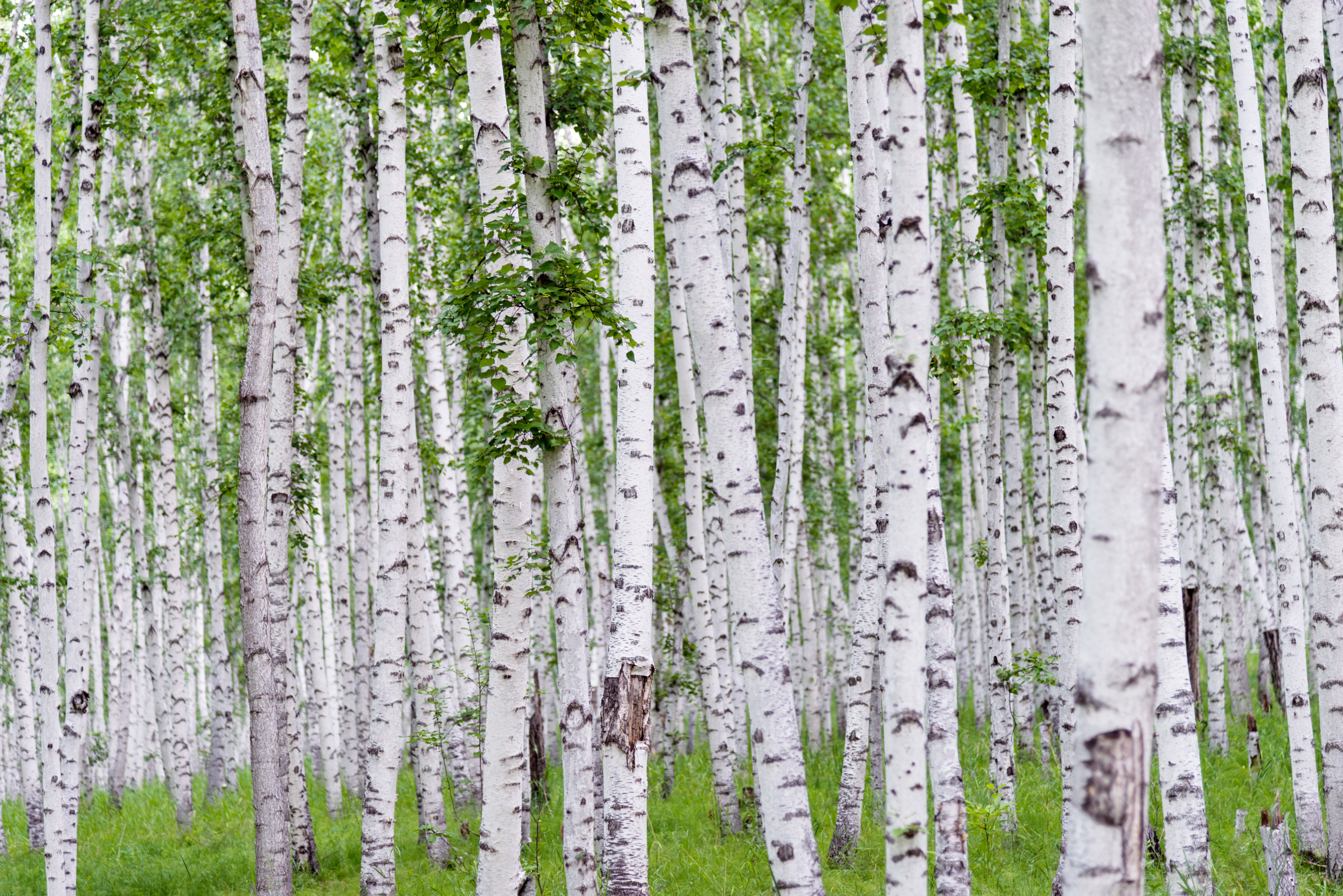 Trunks of birch in the forest Trunks of birch in the forest