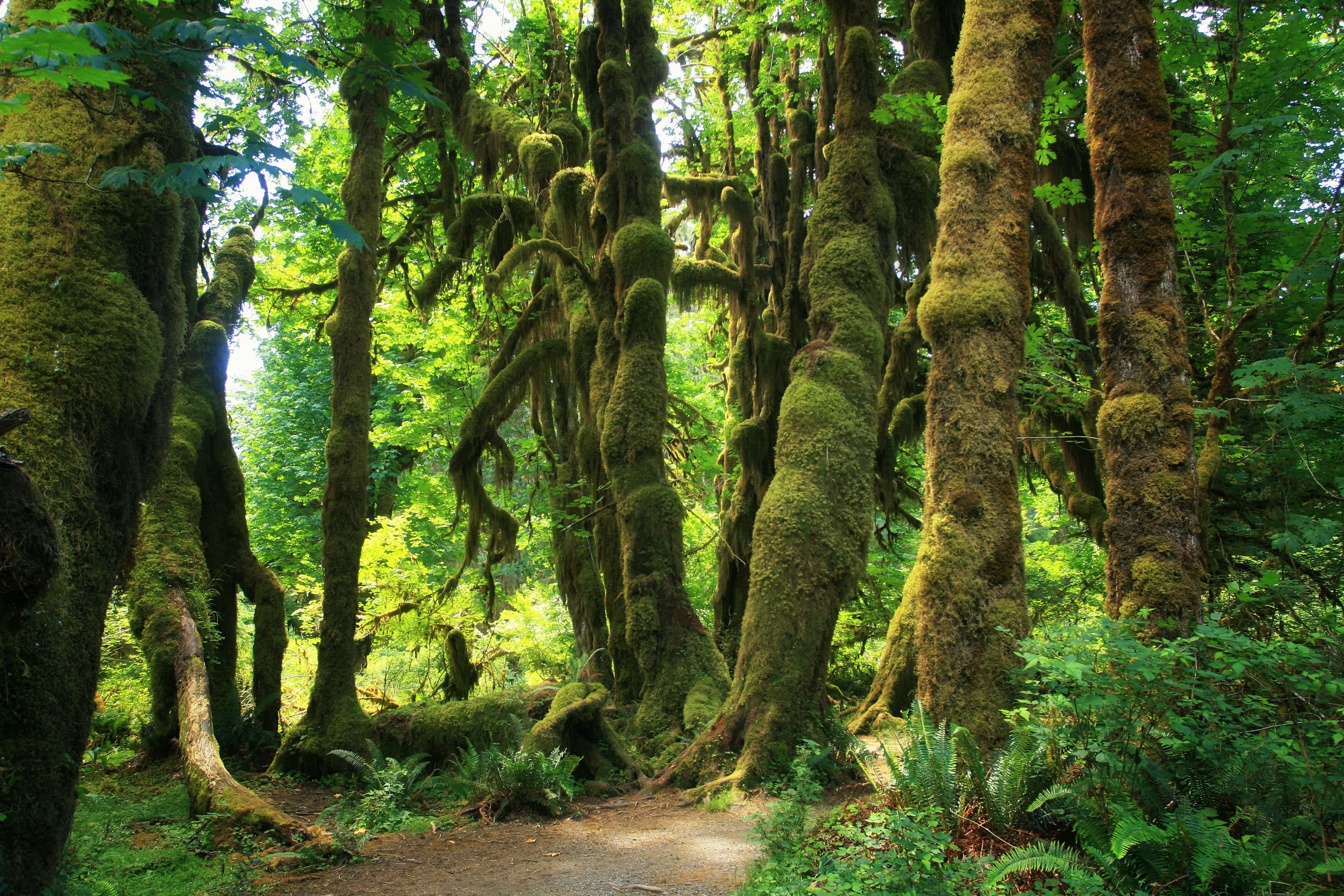 hoh rain forest