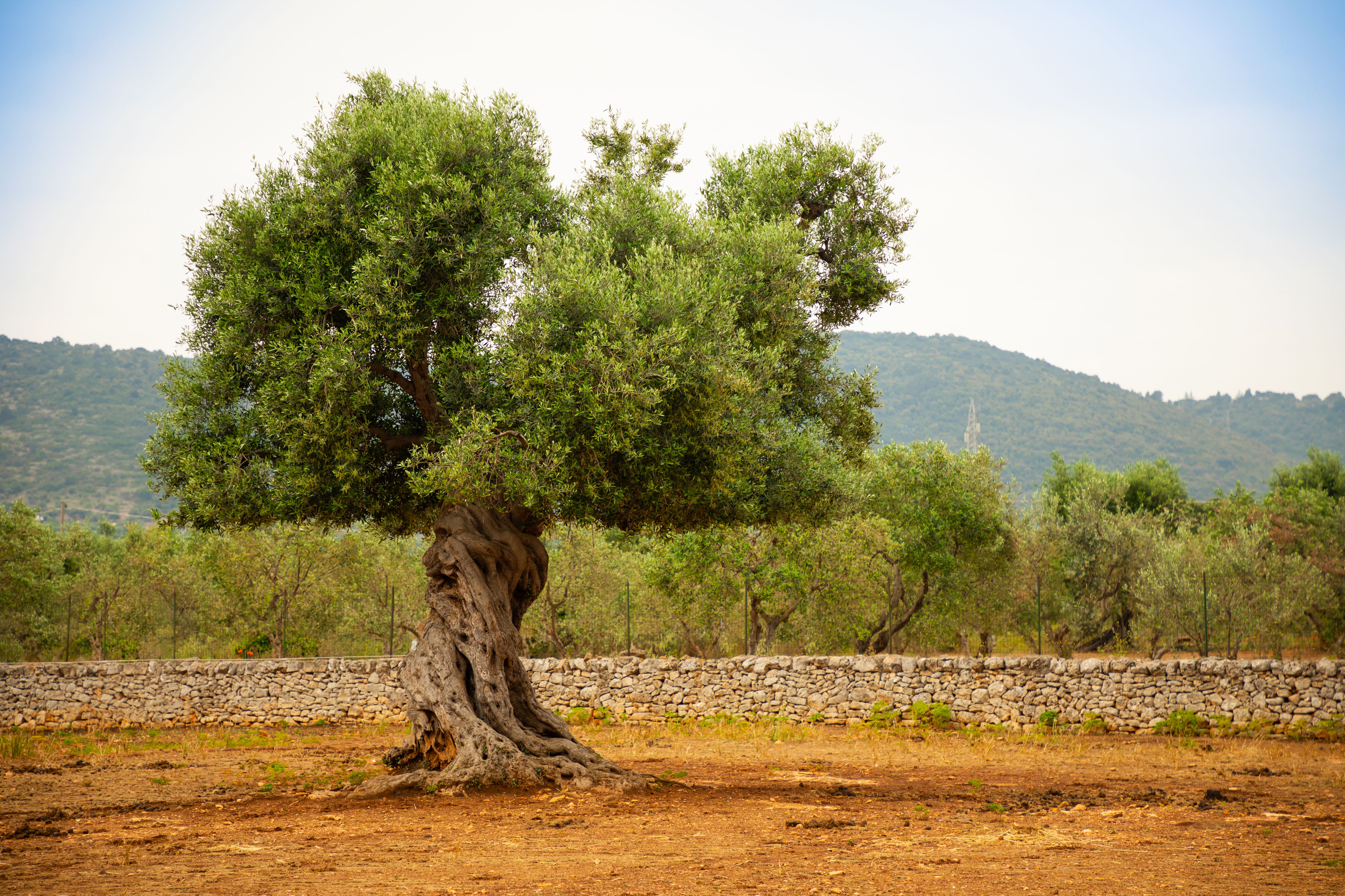 olive trees puglia