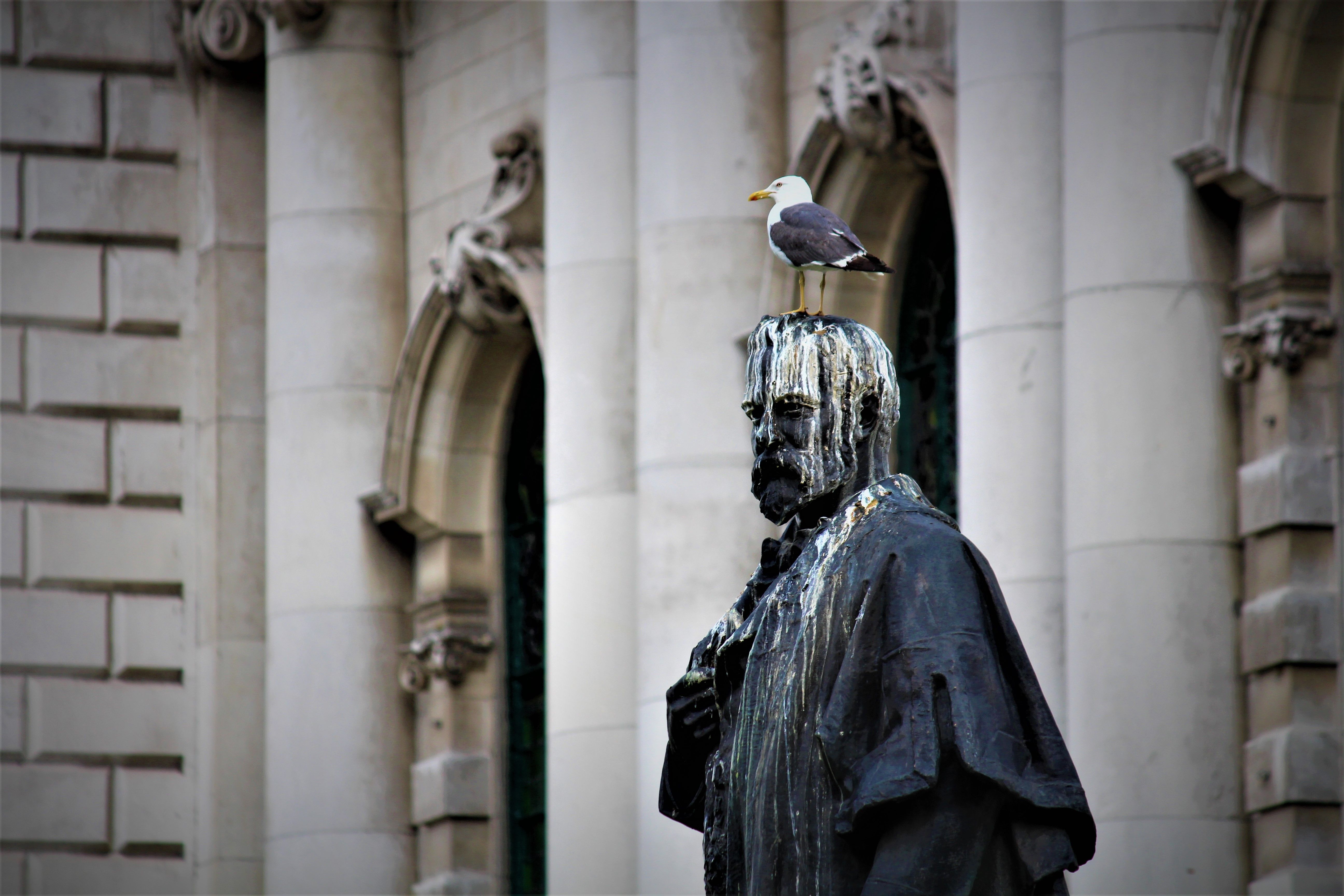 Statue Bird Droppings Belfast Statue Bird Droppings Belfast