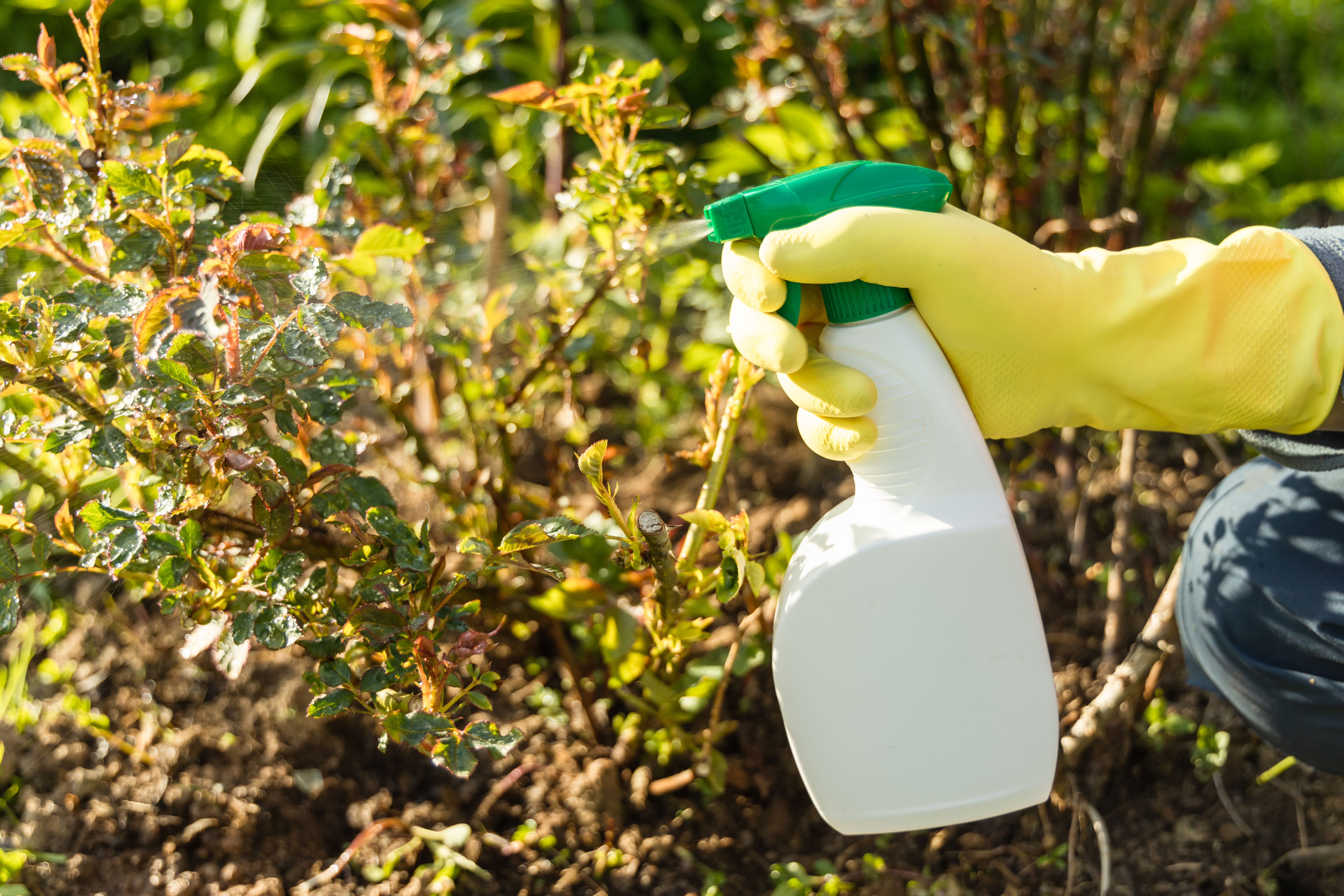 natural pest remedies