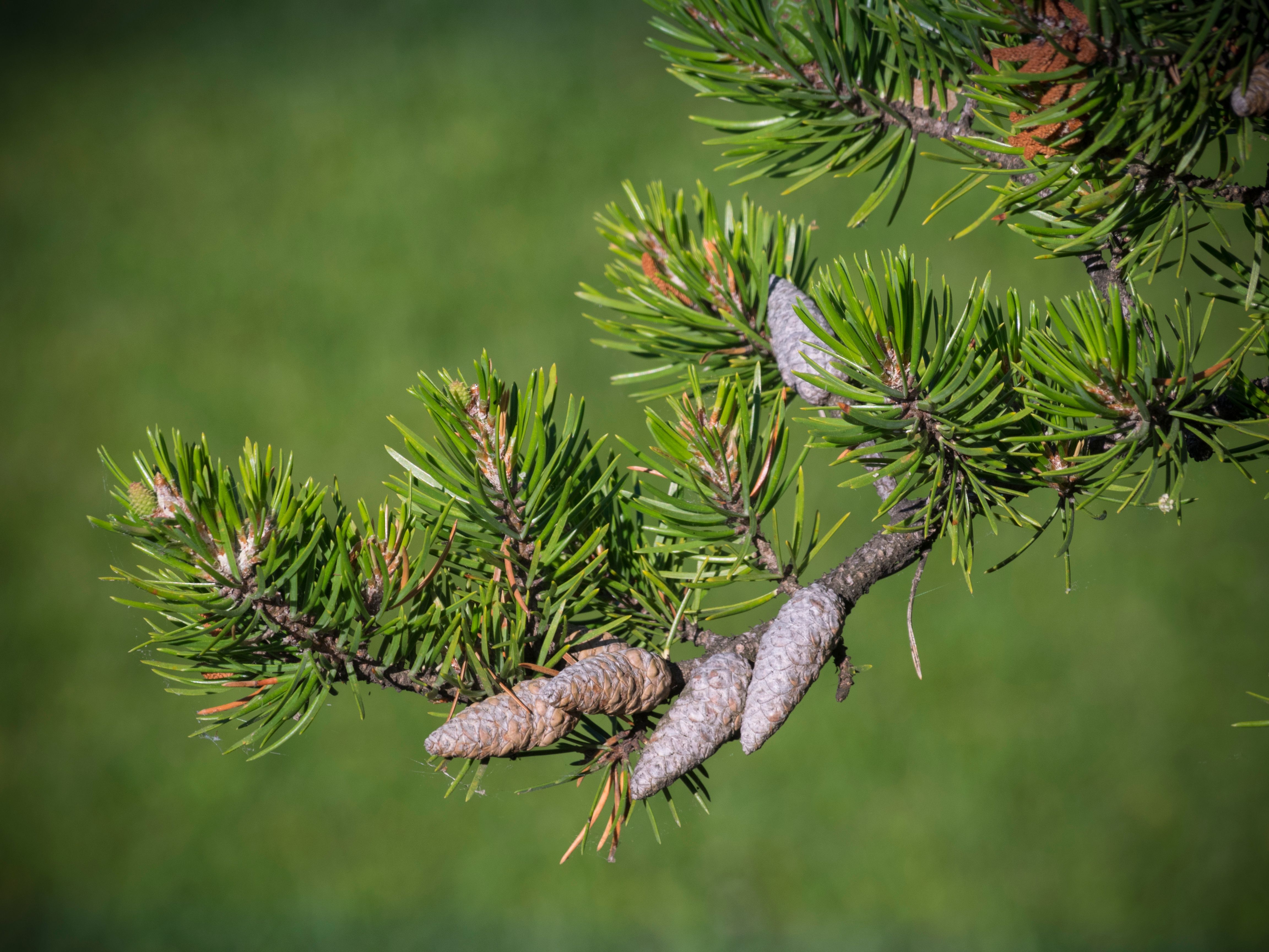 Gray pine branch