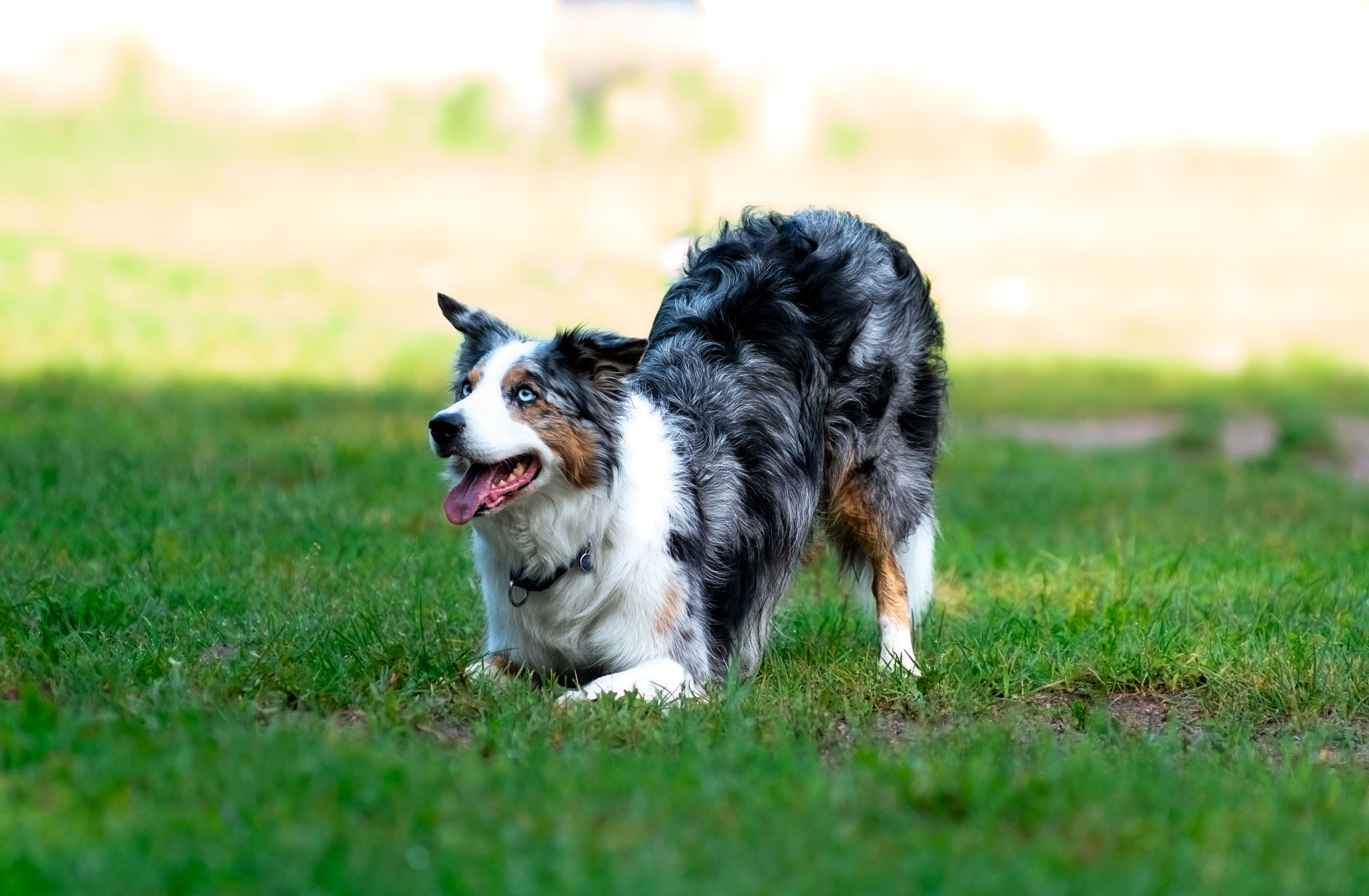 Australian Shepherd