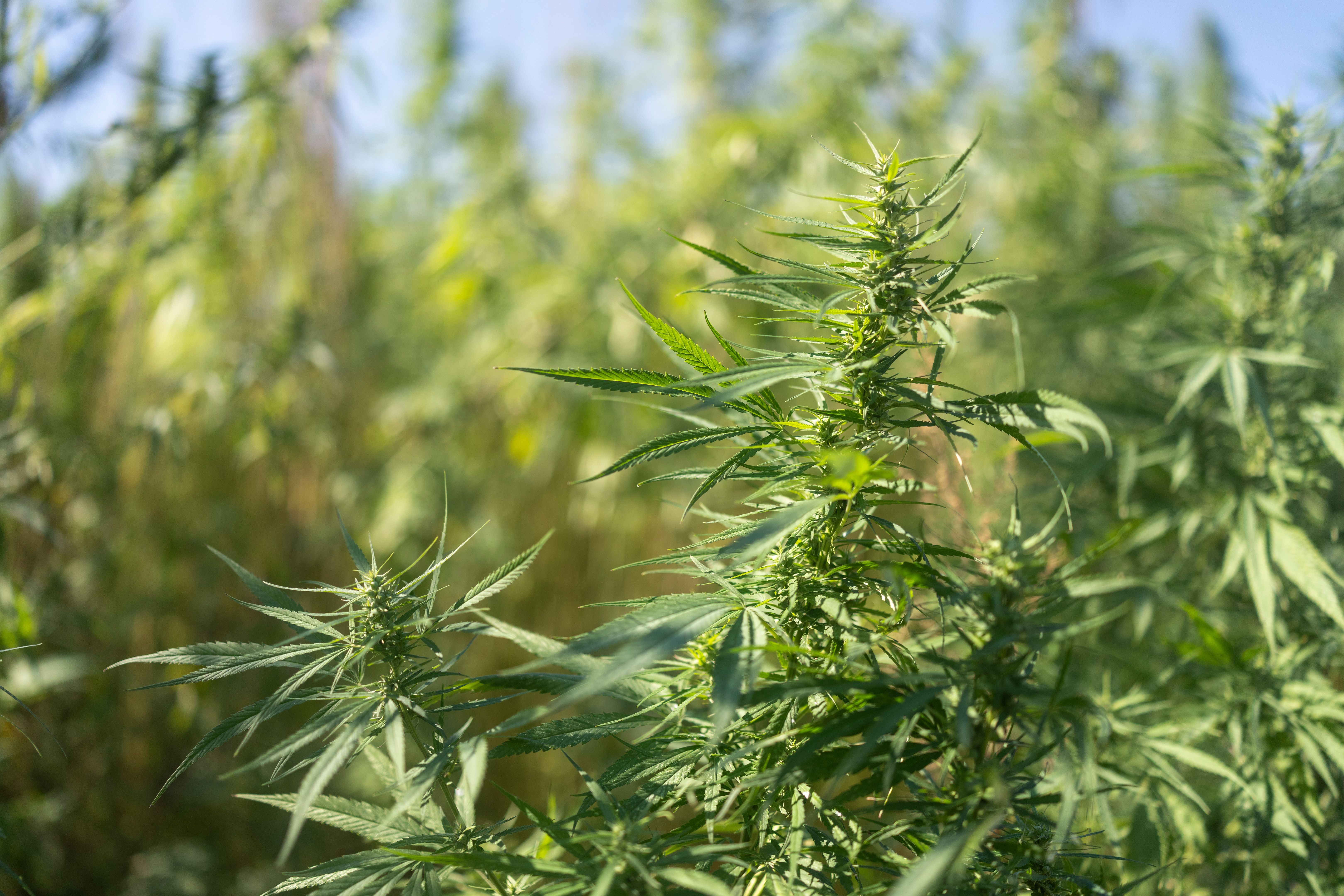 sustainable cannabis farming