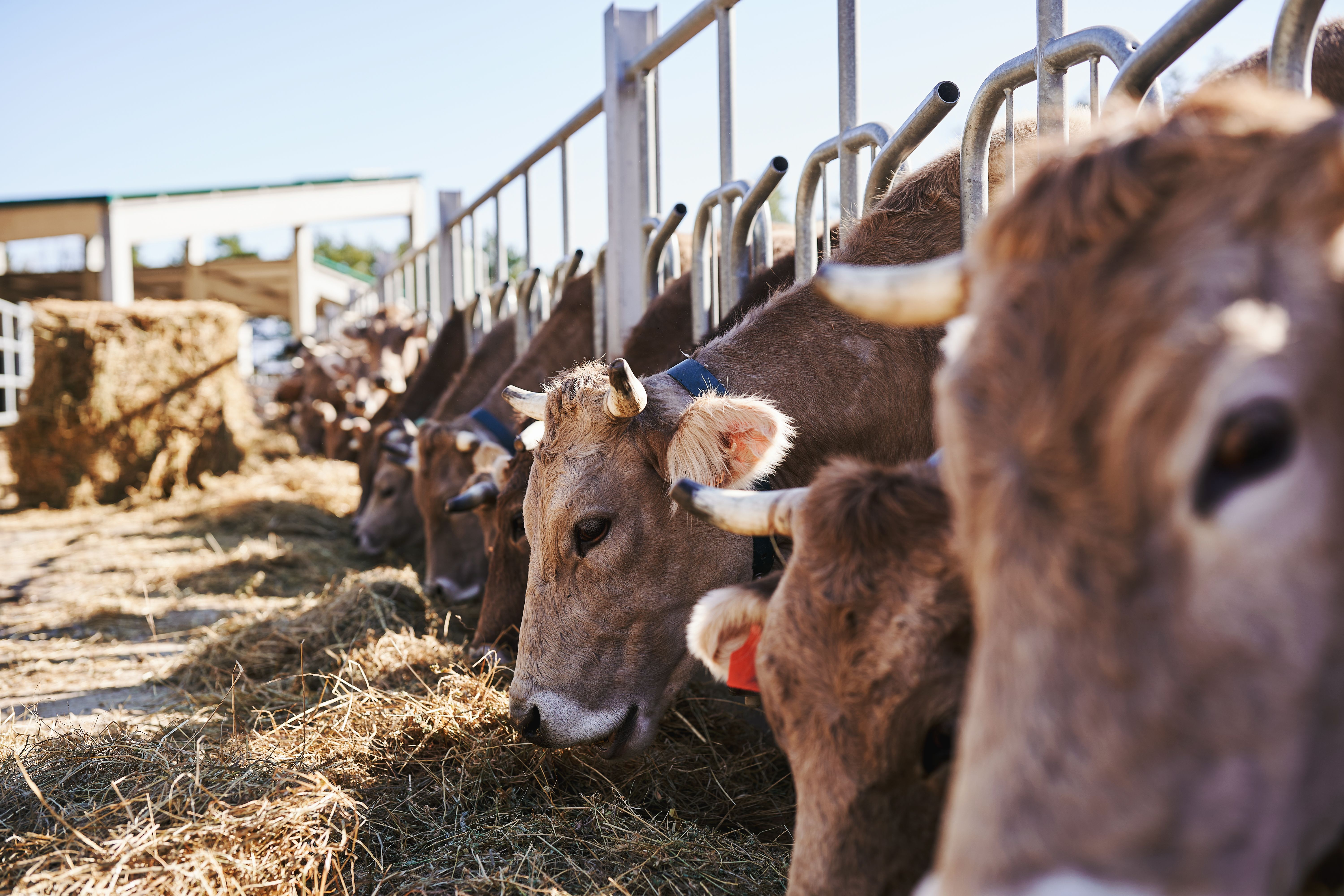 livestock farming