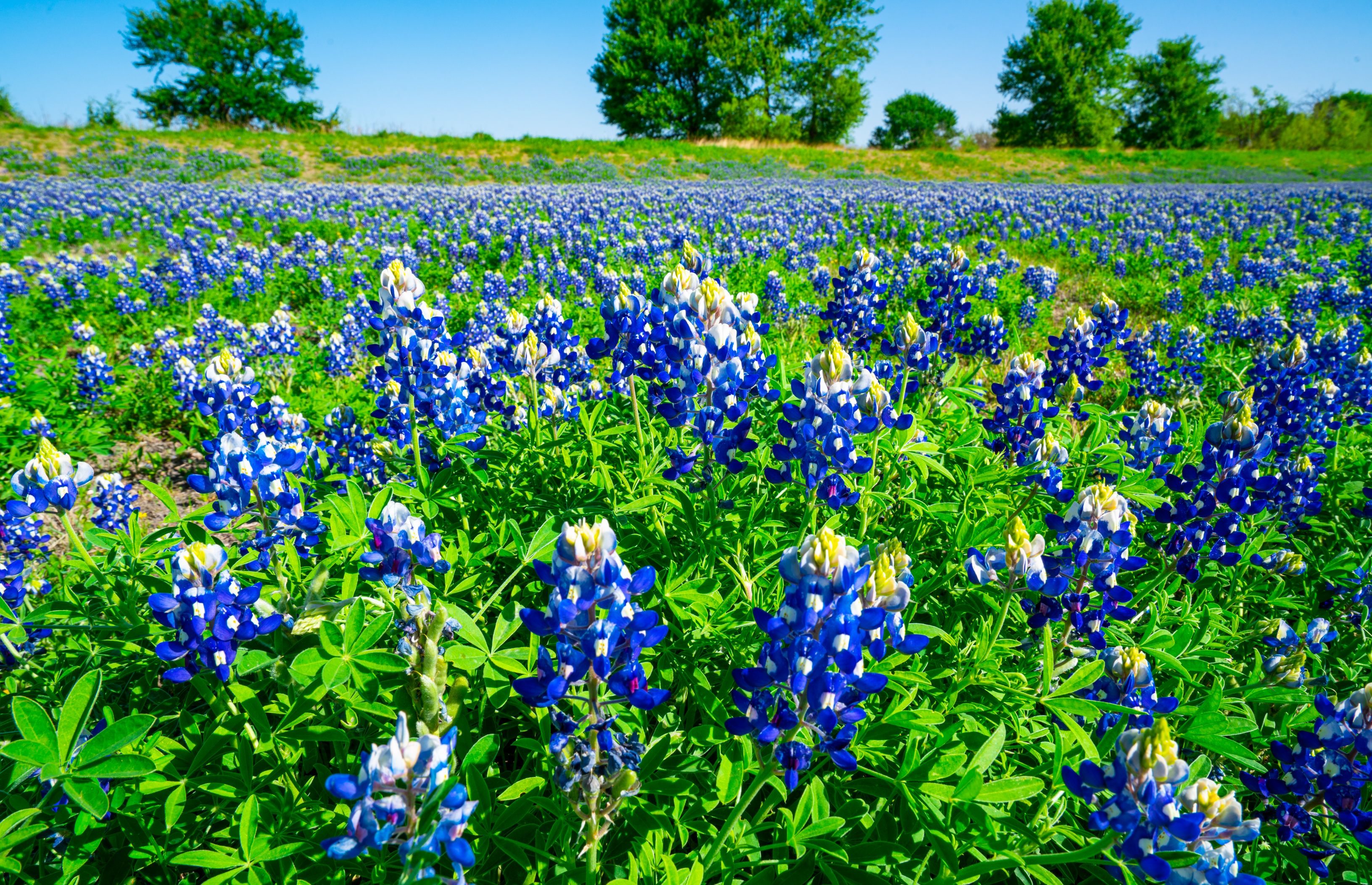 central texas landscape
